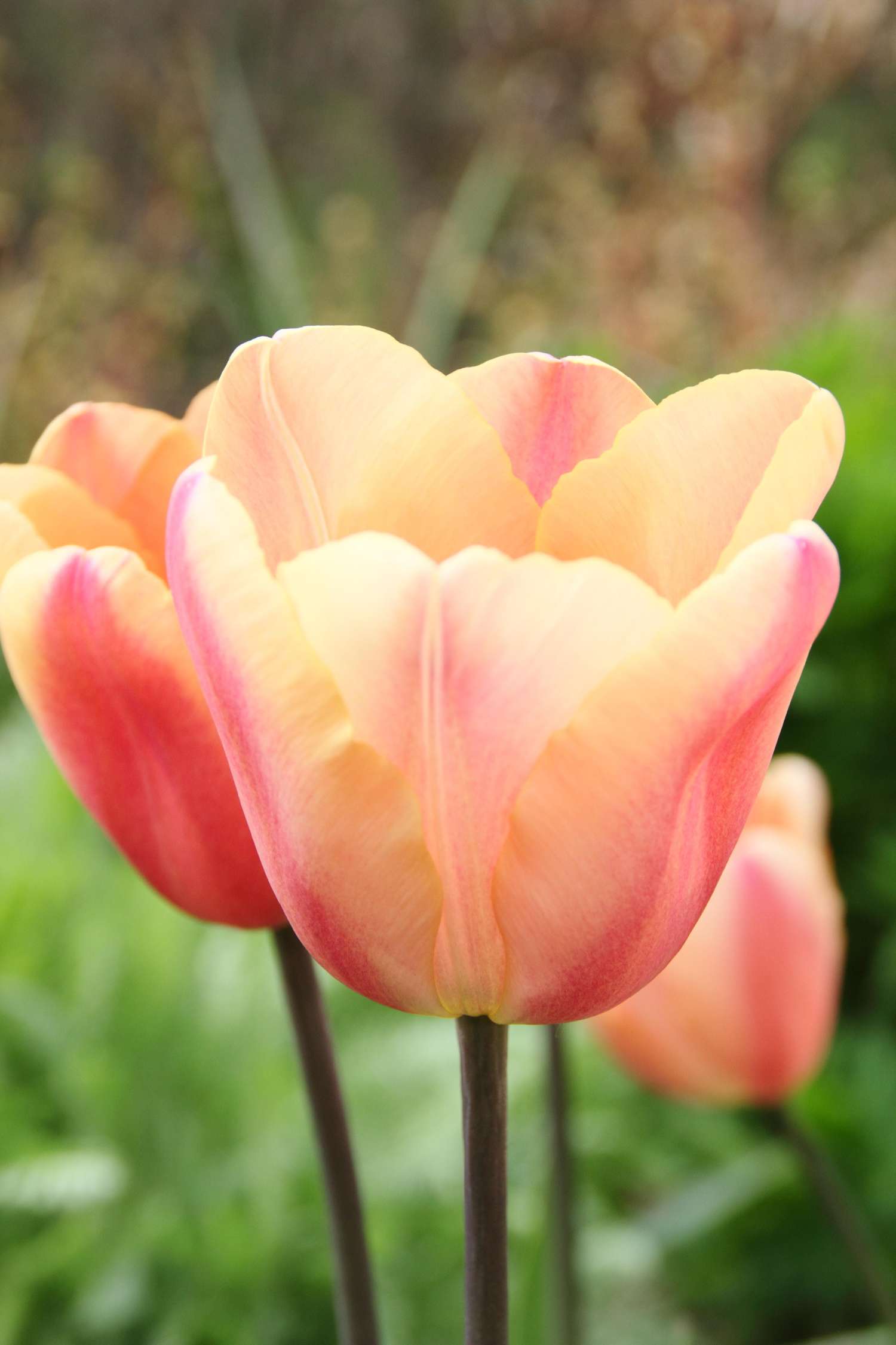 Tulipe 'Apricot Foxx'