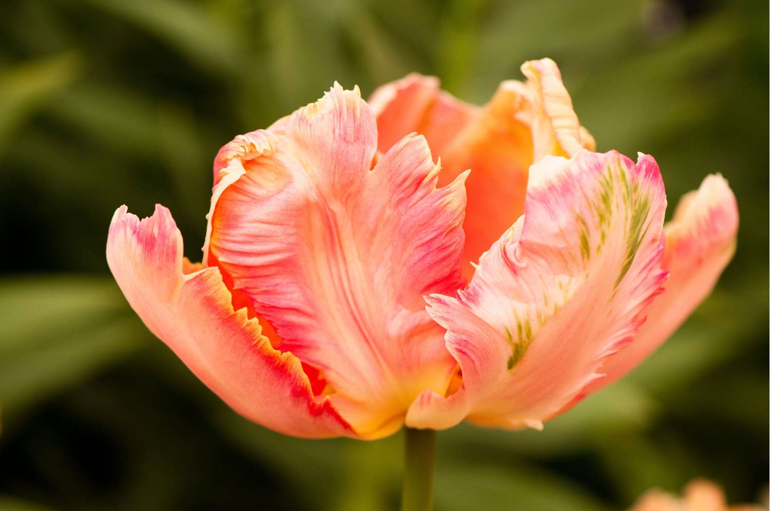 Tulipe 'Apricot Parrot'