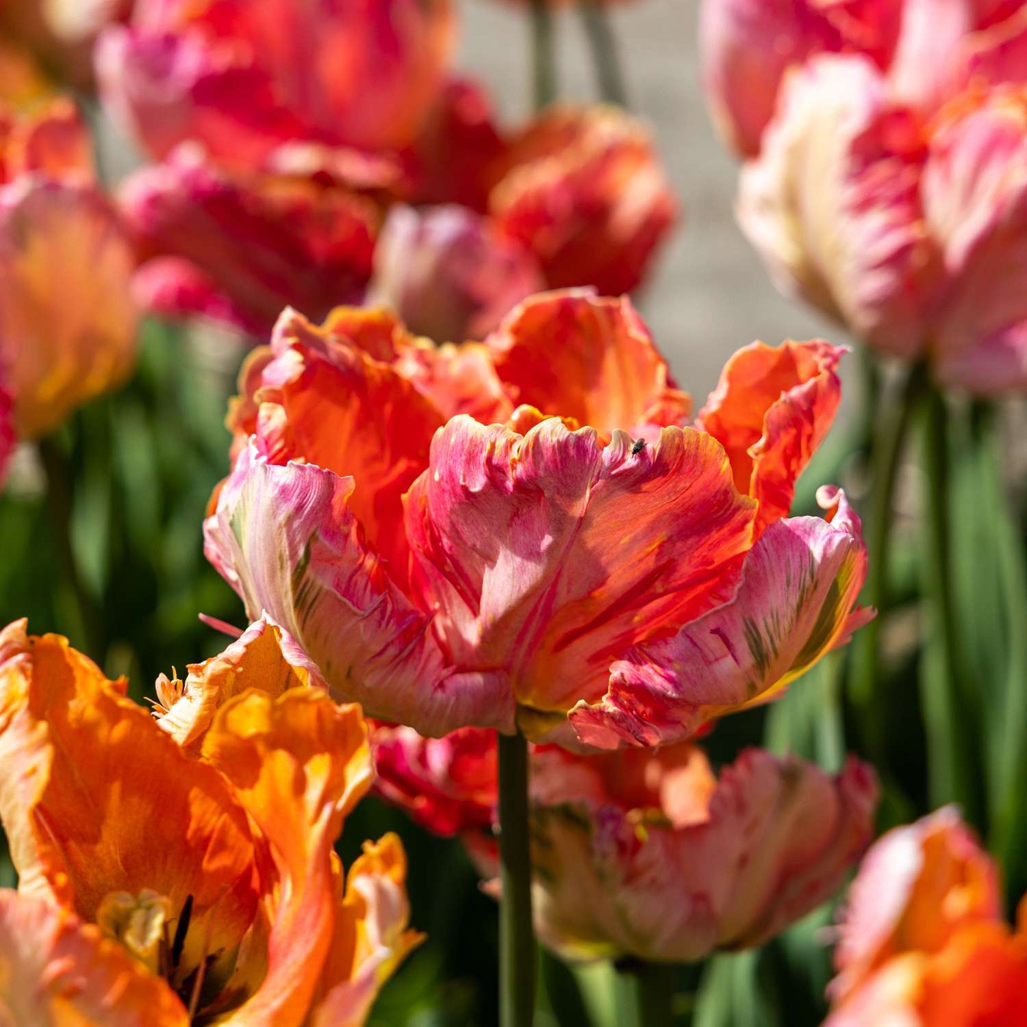 Tulipe 'Apricot Parrot'
