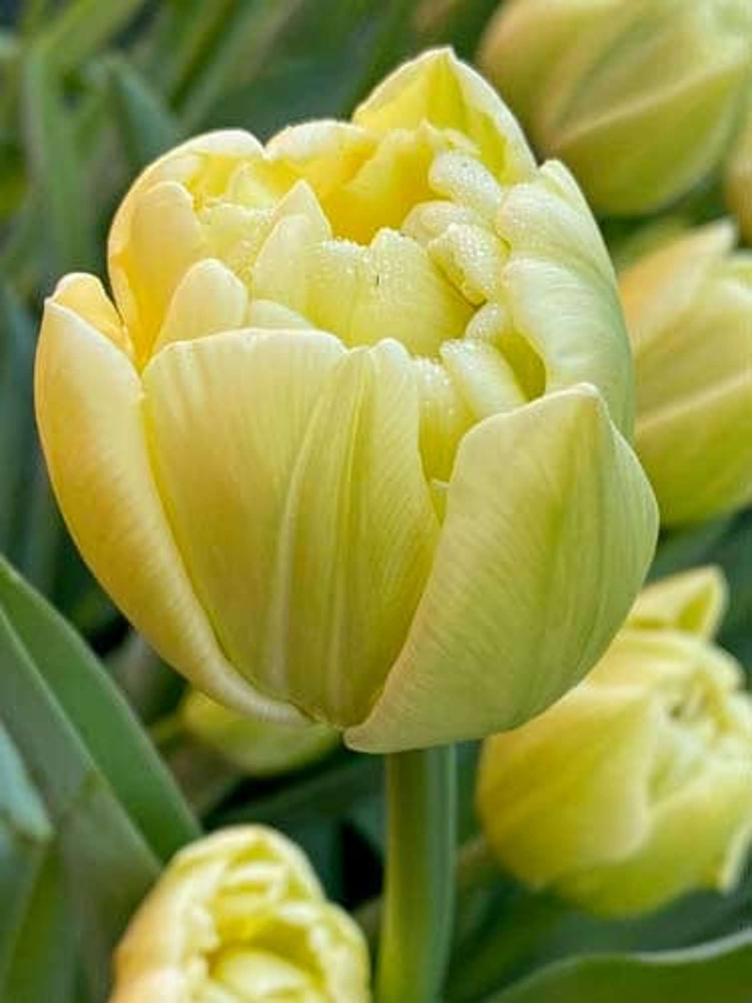 Tulipe 'Avant Garde'