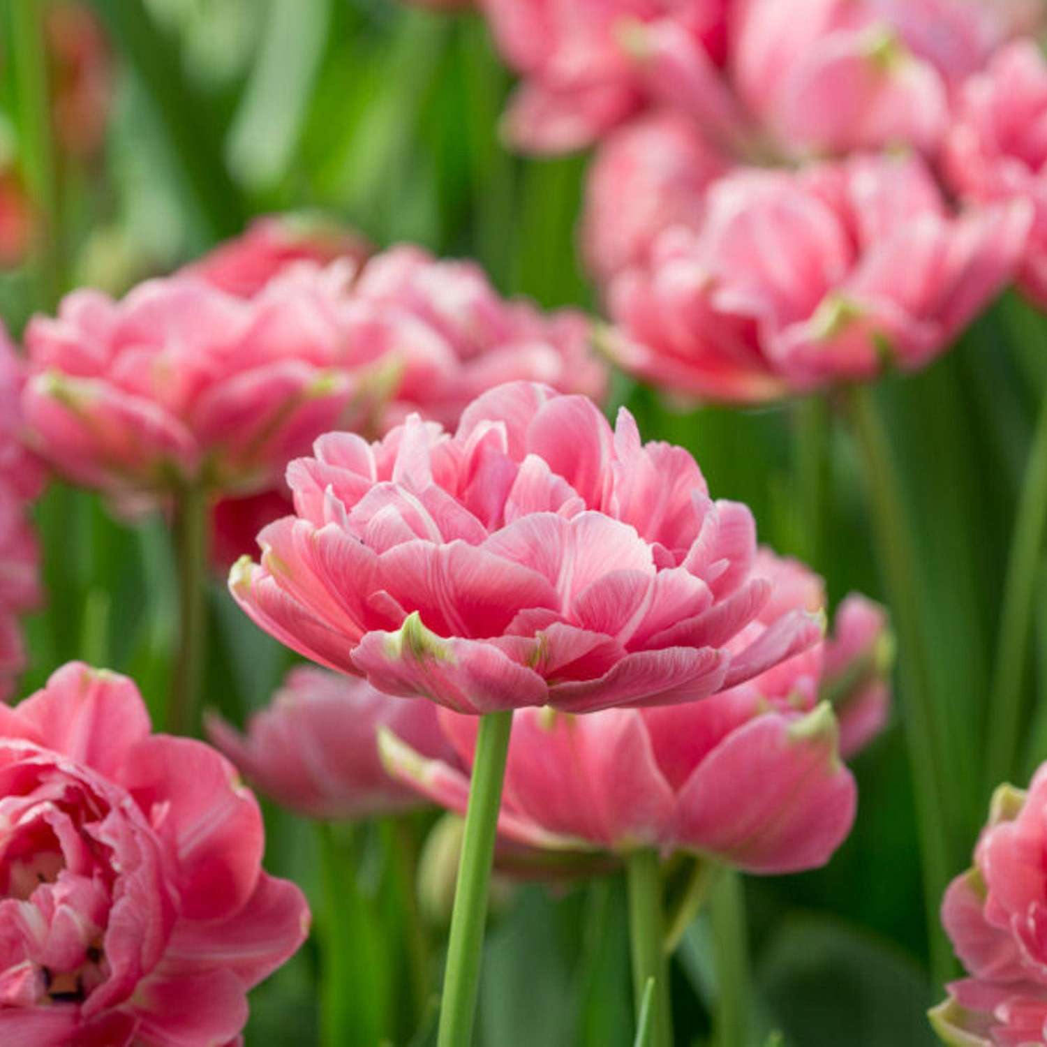 Tulipe 'Aveyron'