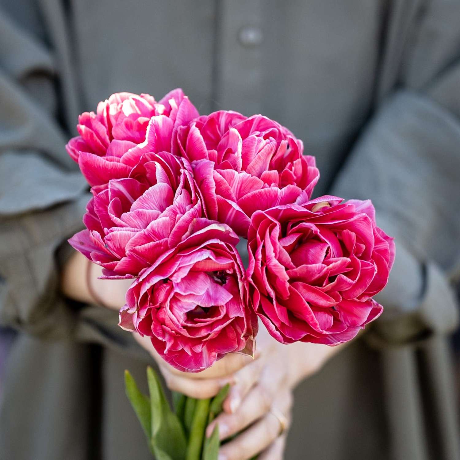 Tulipe 'Aveyron'