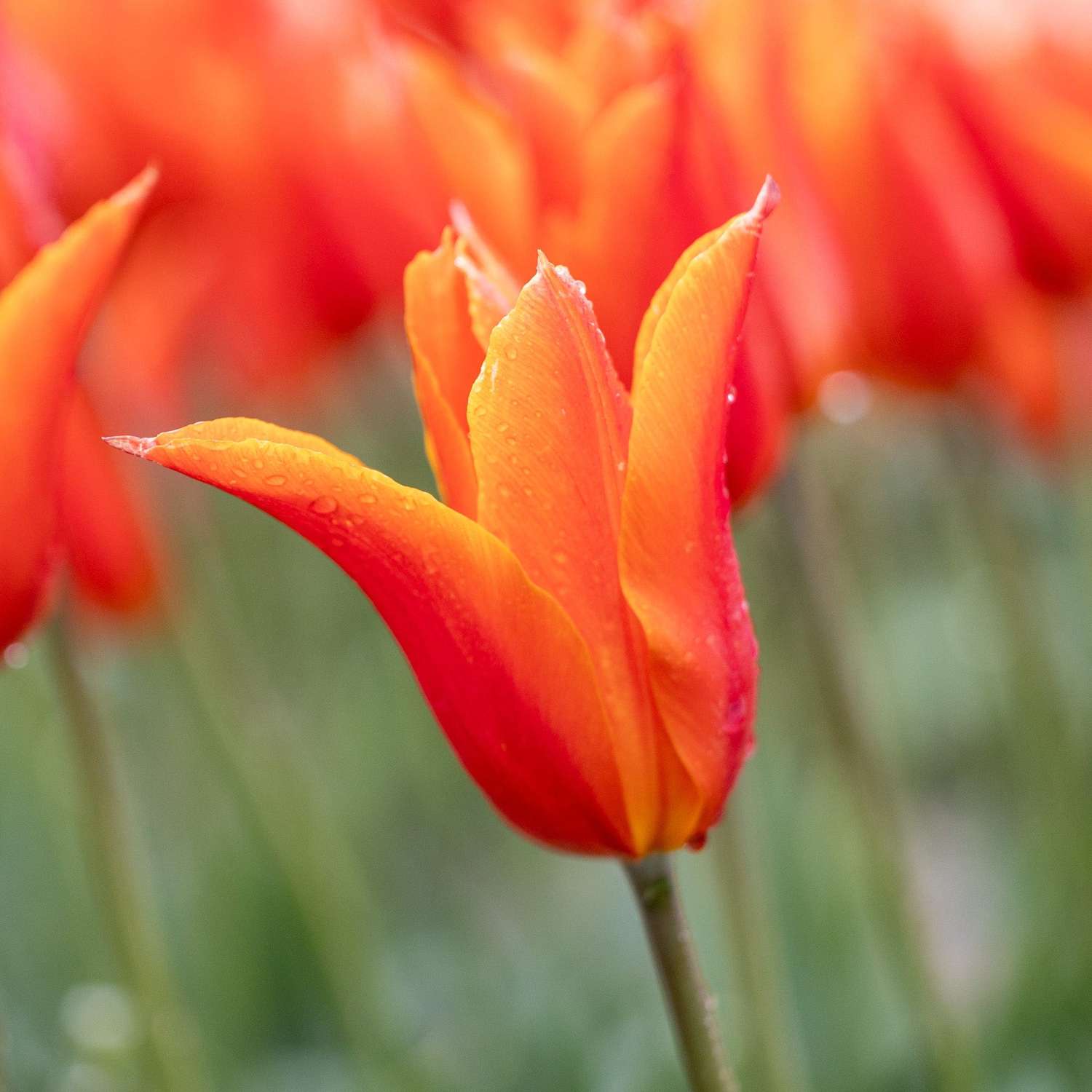 Tulipe 'Ballerina'