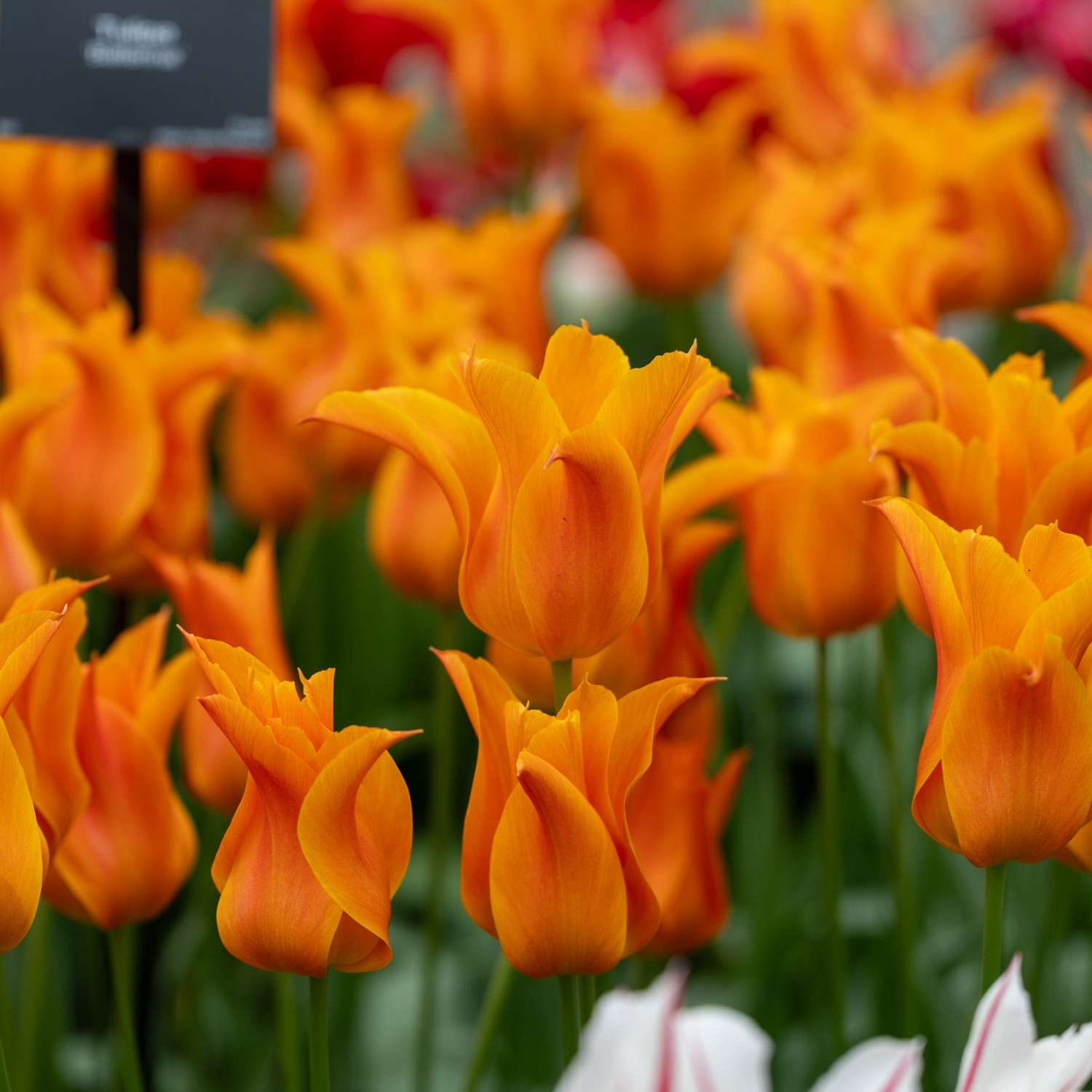 Tulipe 'Ballerina'
