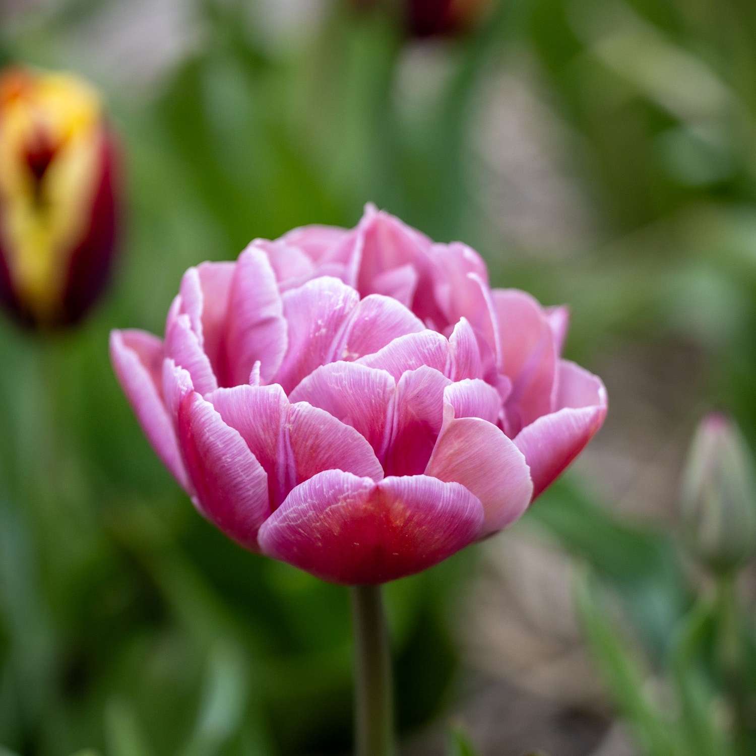 Tulipe 'Beachberry'