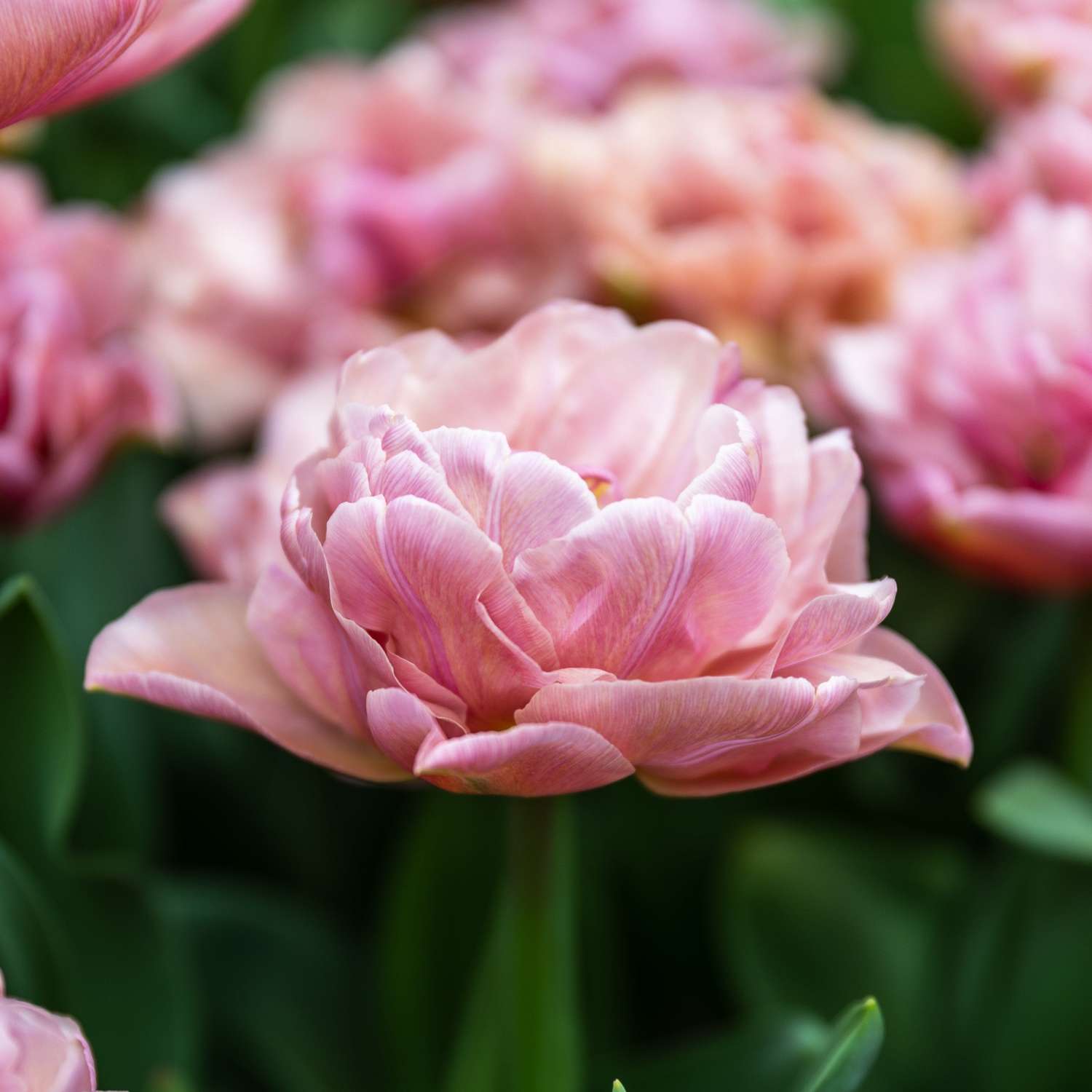 Tulipe 'Beachberry'