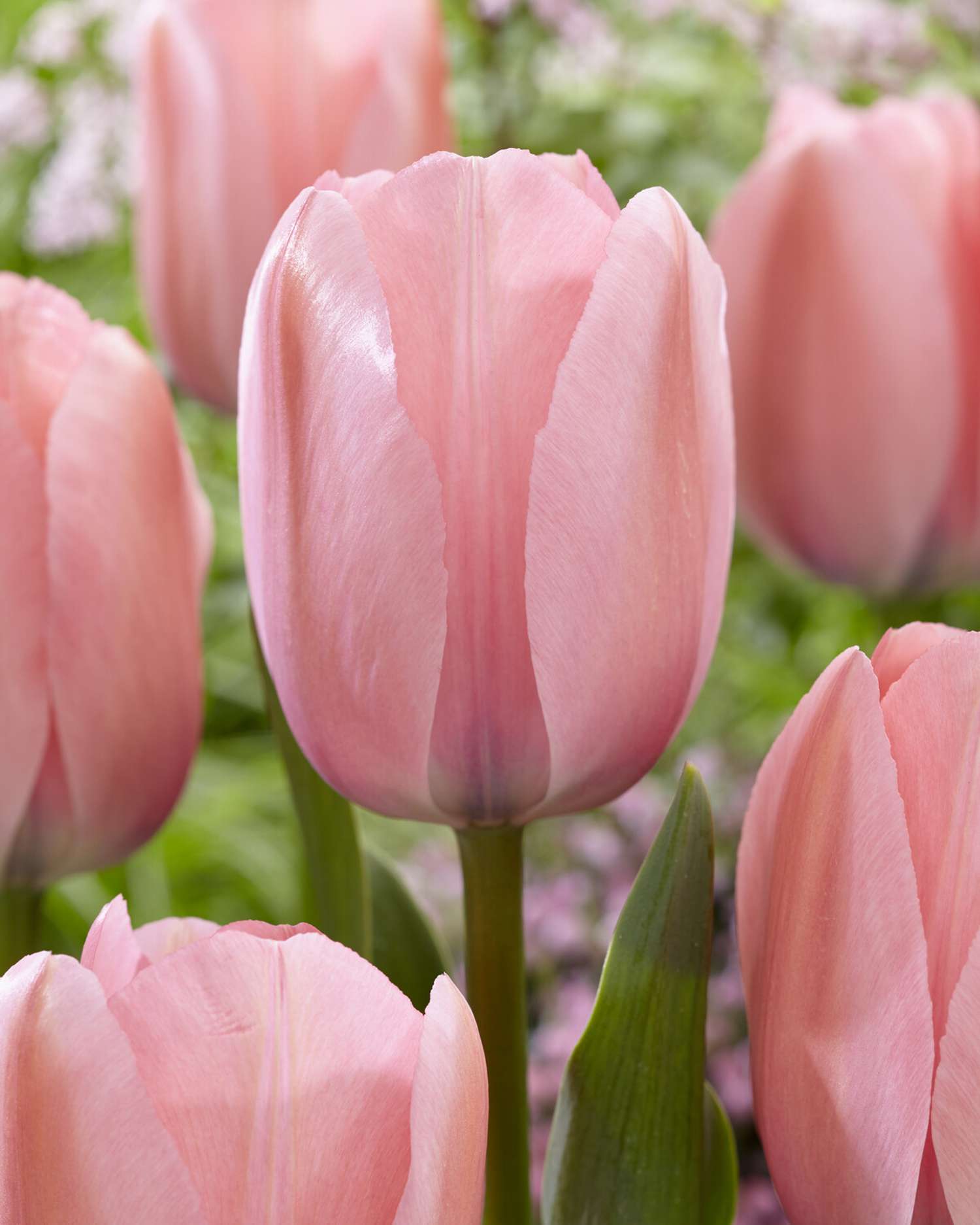 Tulipe 'Bella Blush'