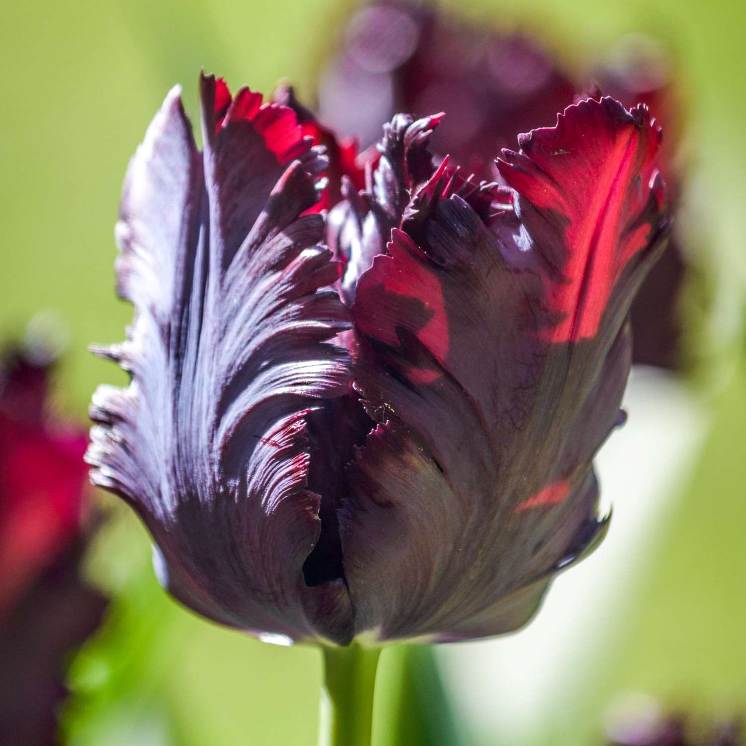 Tulipe 'Black Parrot'