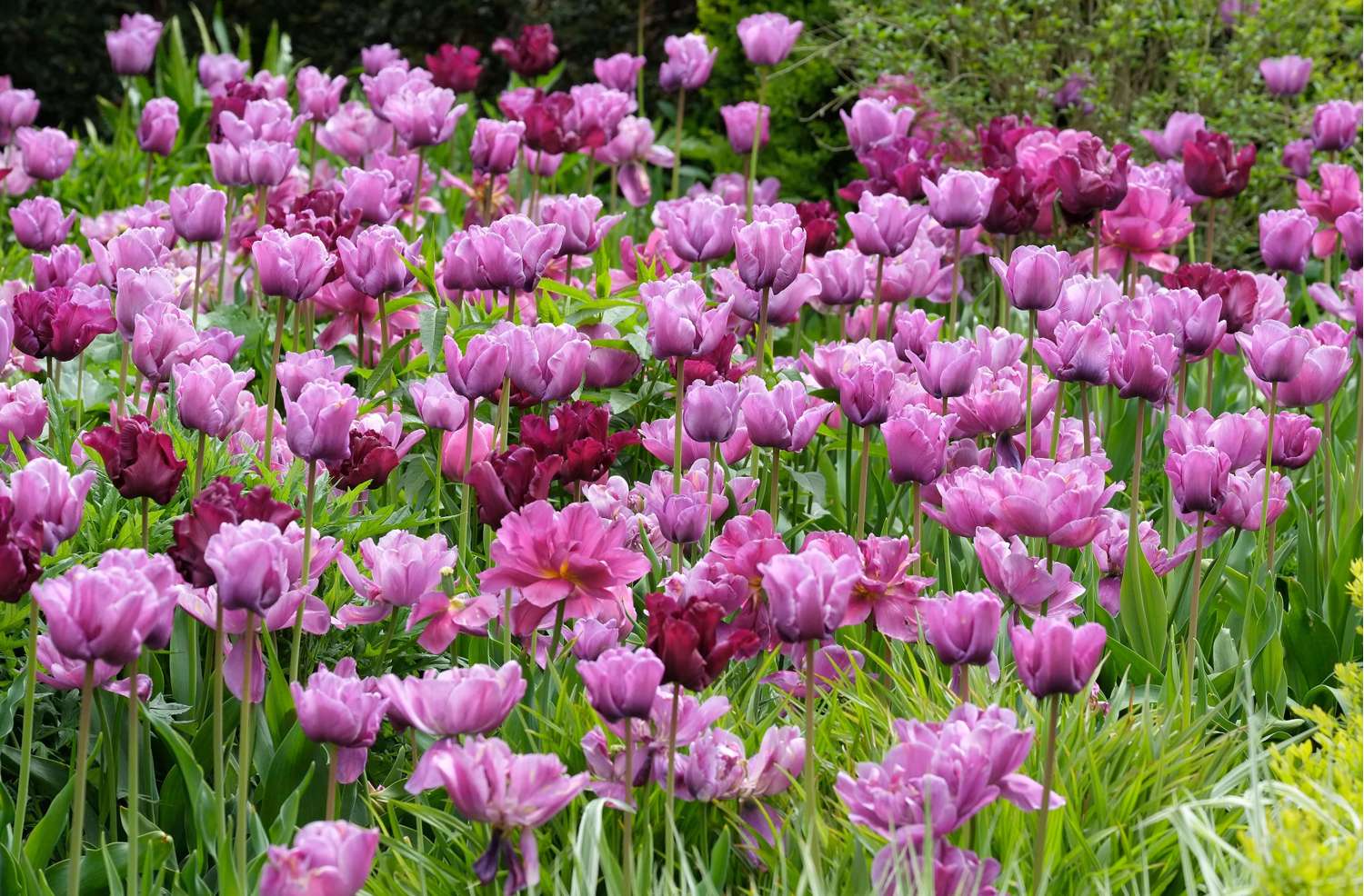 Tulipe 'Blue Diamond'