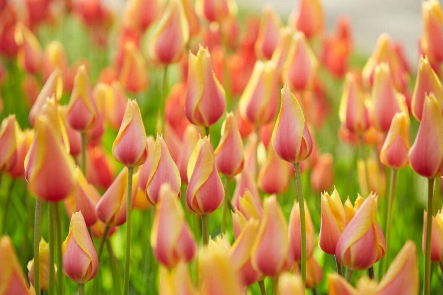 Tulipe 'Blushing Lady'
