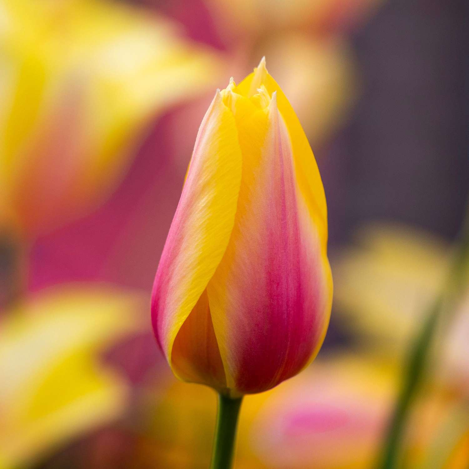 Tulipe 'Blushing Lady'