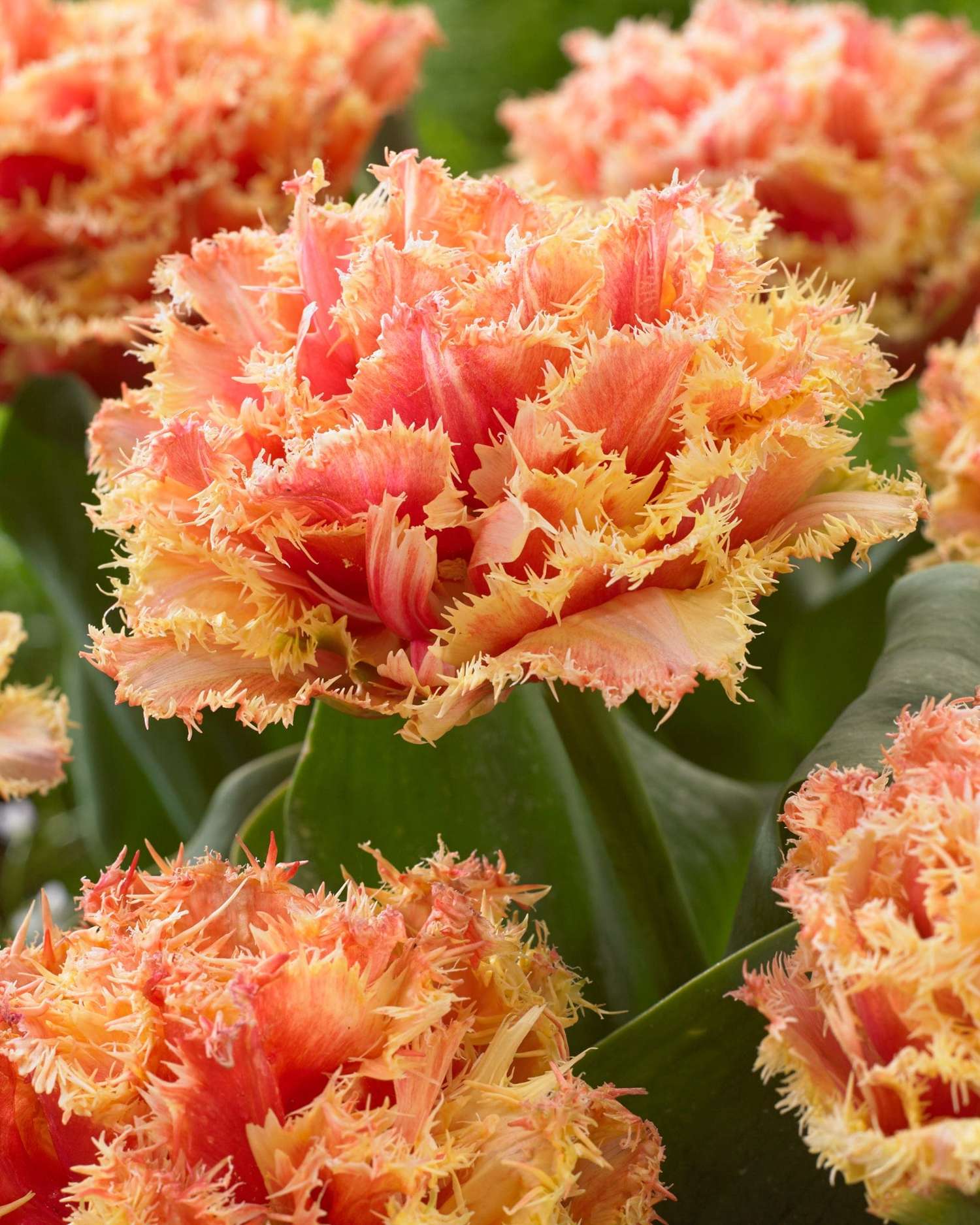 Tulipe 'Brisbane'