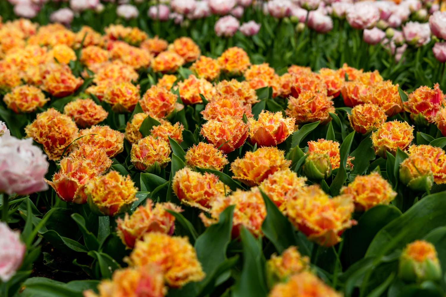 Tulipe 'Brisbane'