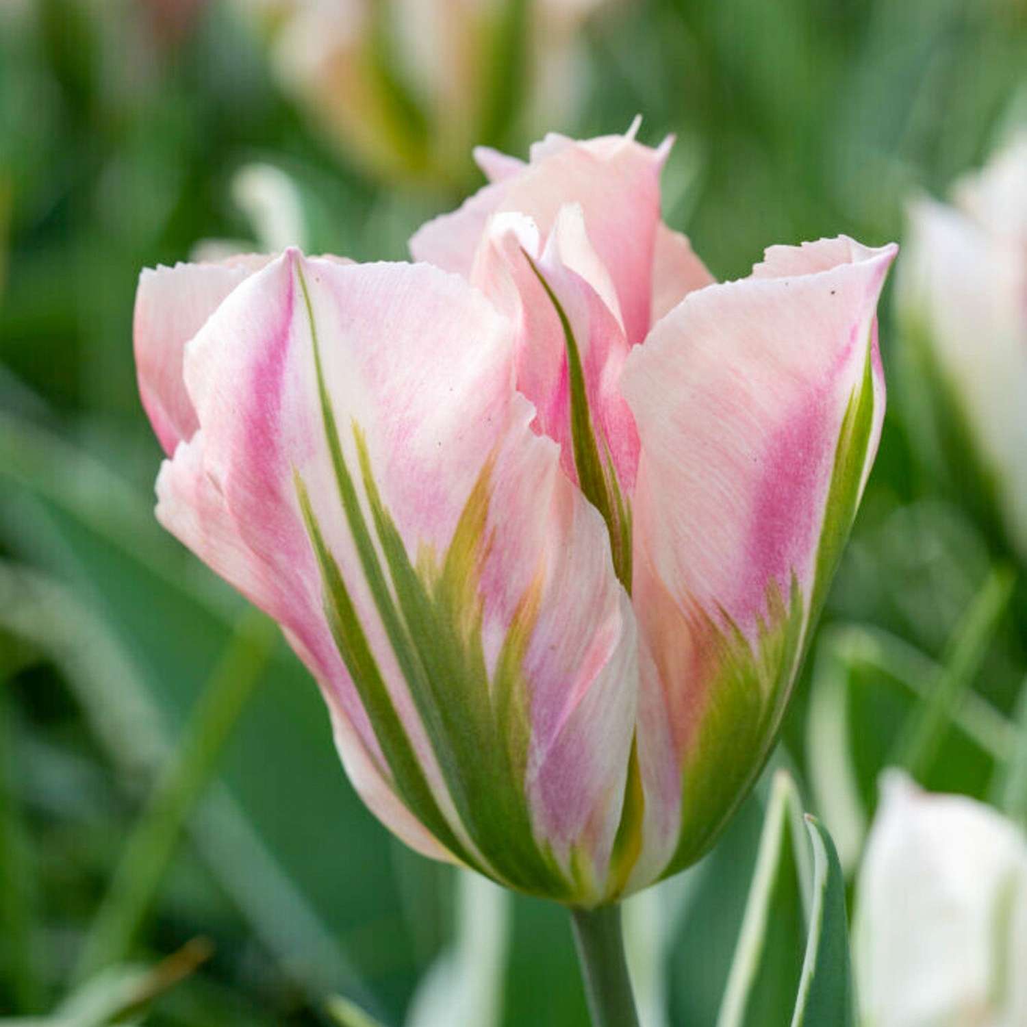 Tulipe 'China Town'