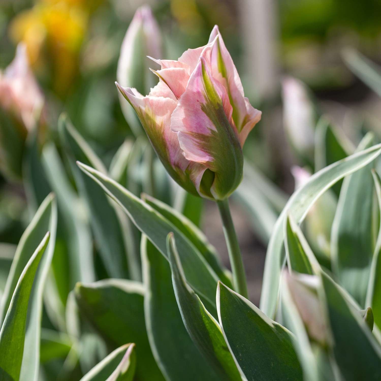 Tulipe 'China Town'