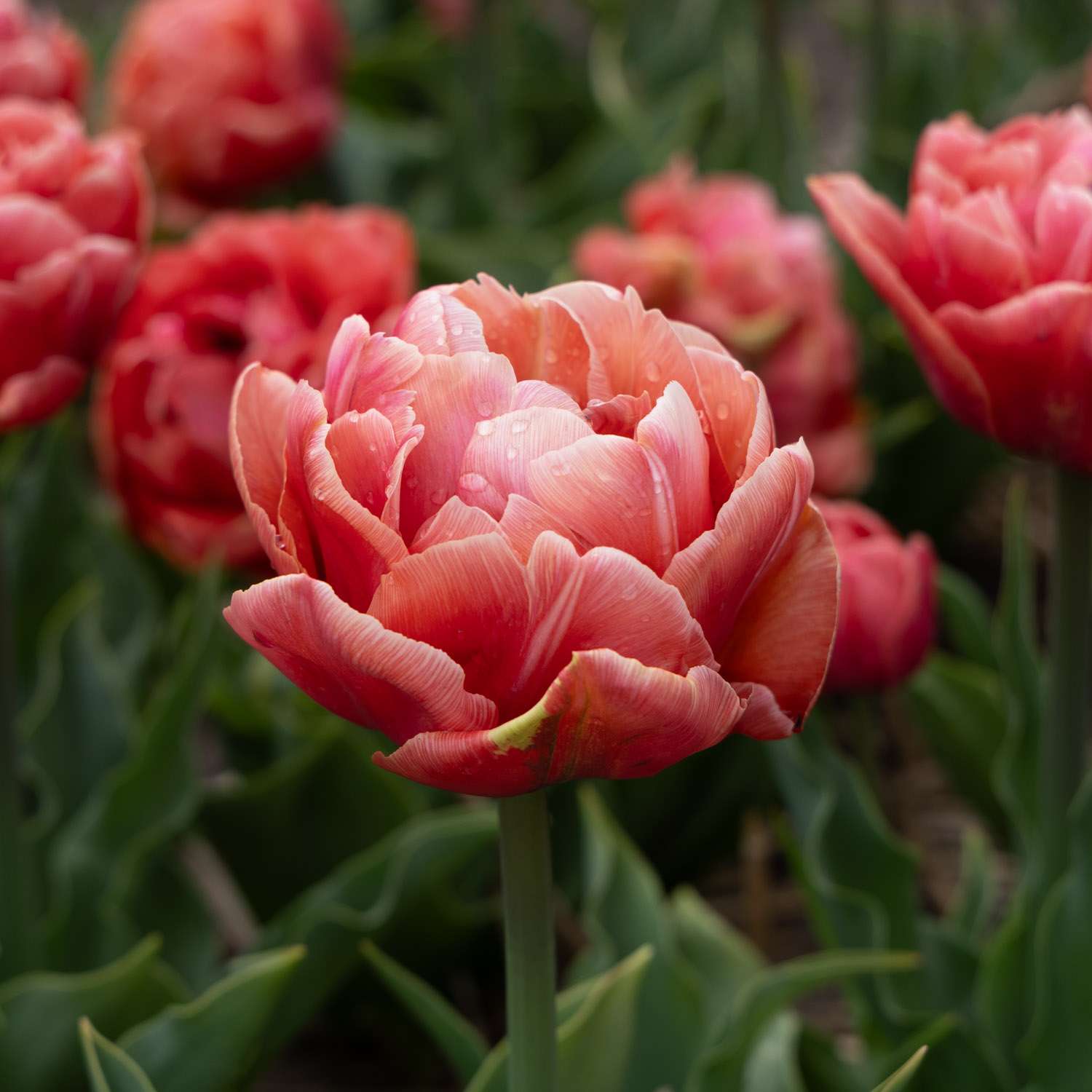Tulipe 'Copper Image'