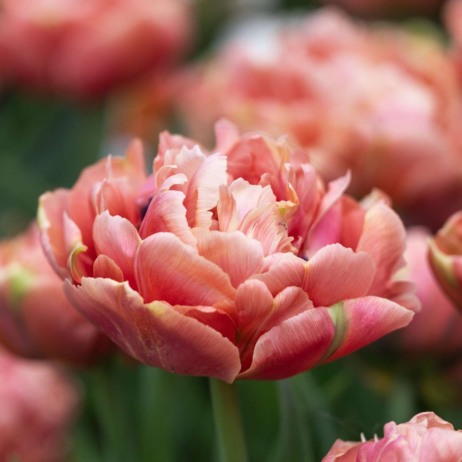 Tulipe 'Copper Image'