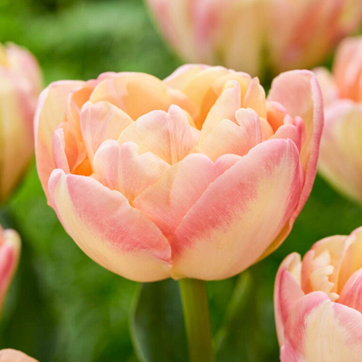 Tulipe 'Creme Upstar'