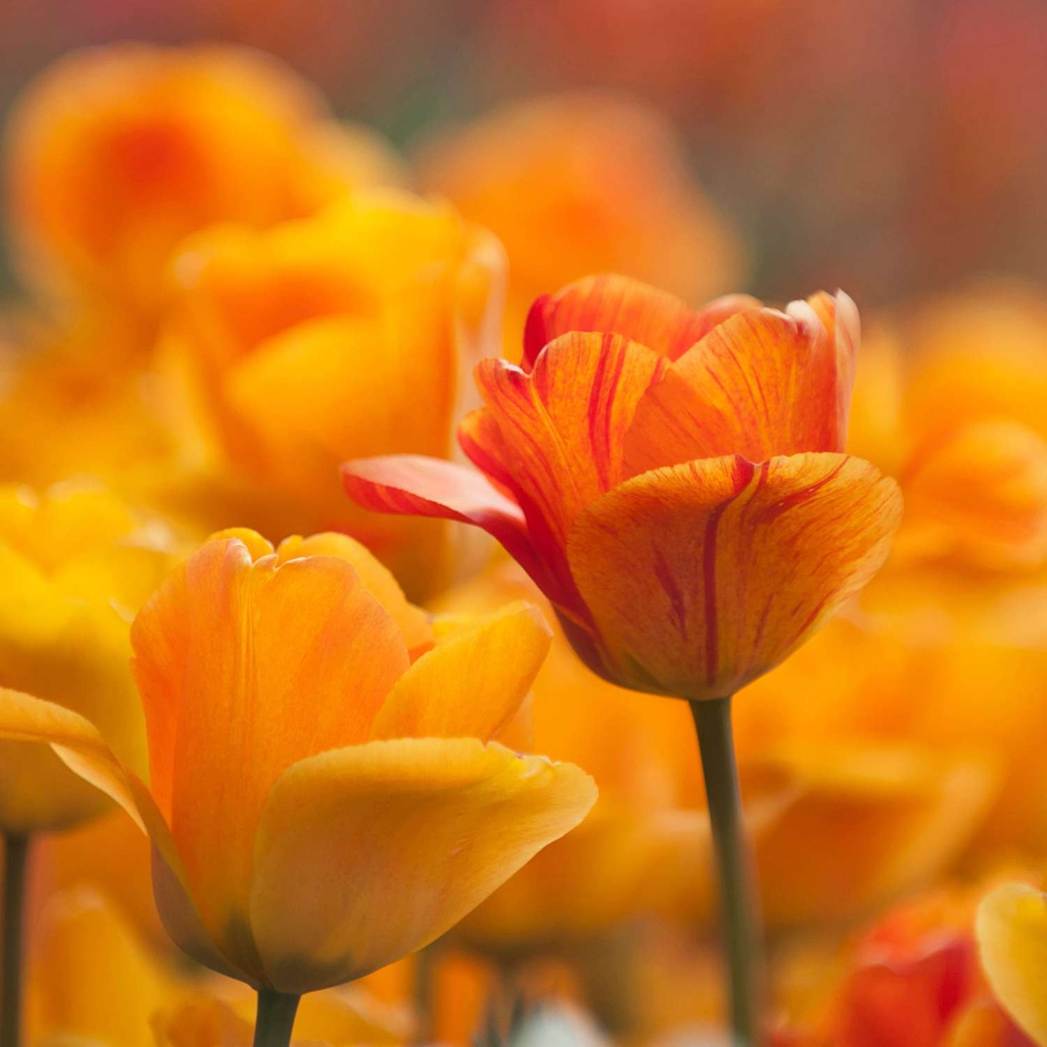 Tulipe 'Daydream'