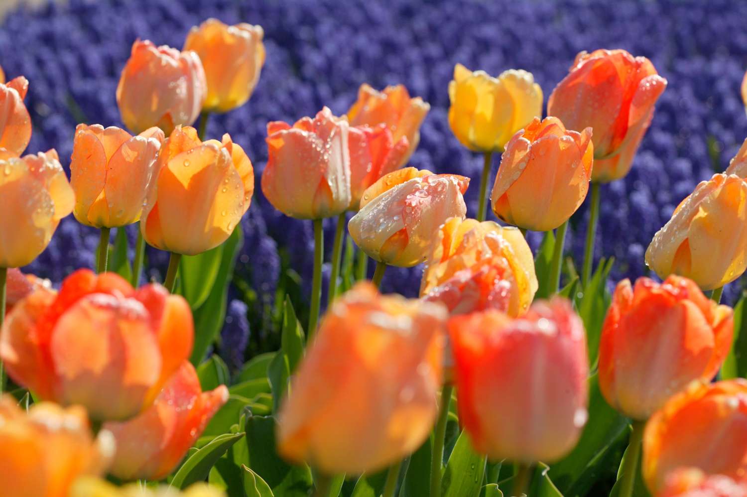 Tulipe 'Daydream'