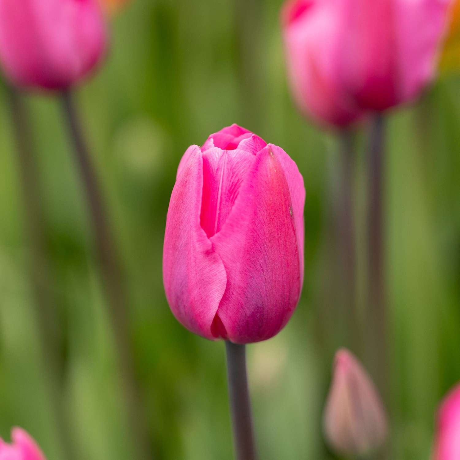 Tulipe 'Don Quichotte'
