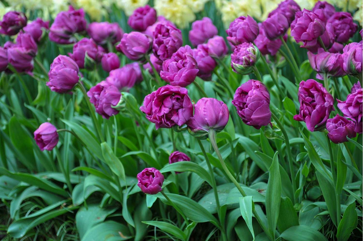 Tulipe 'Double Negrita'