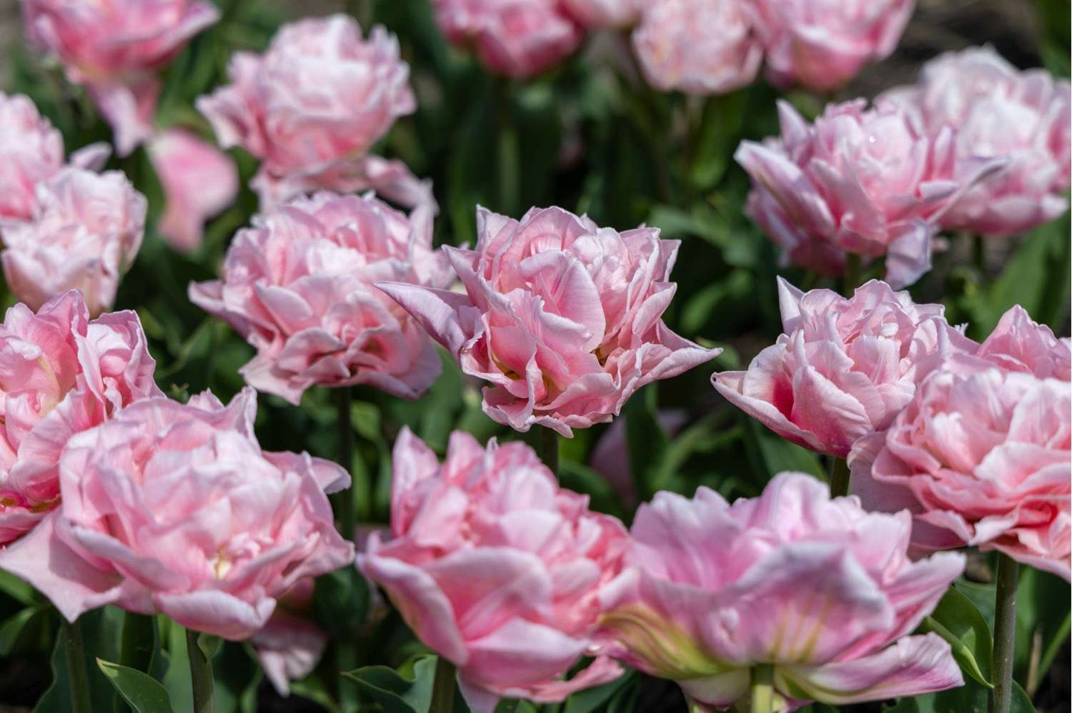 Tulipe 'Dreamer'