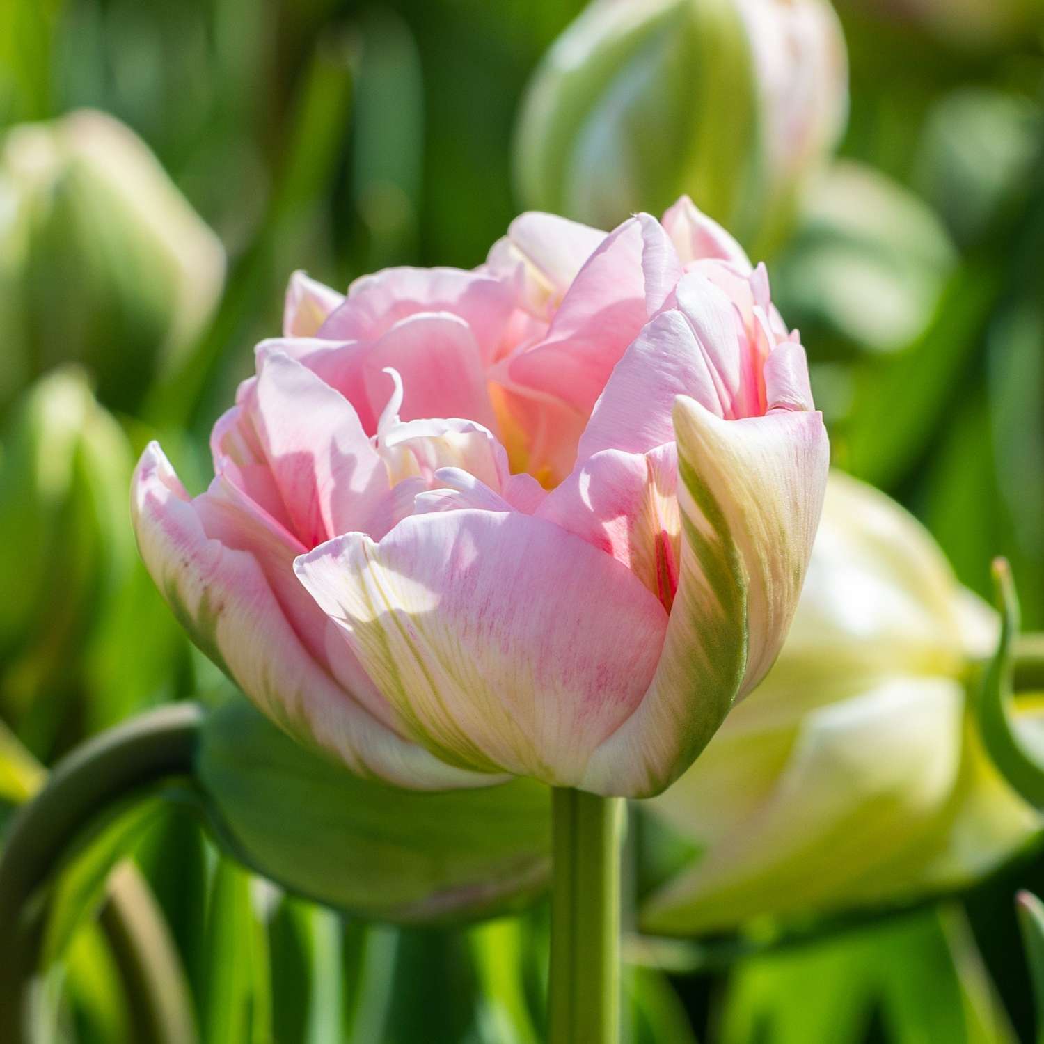 Tulipe 'Finola'