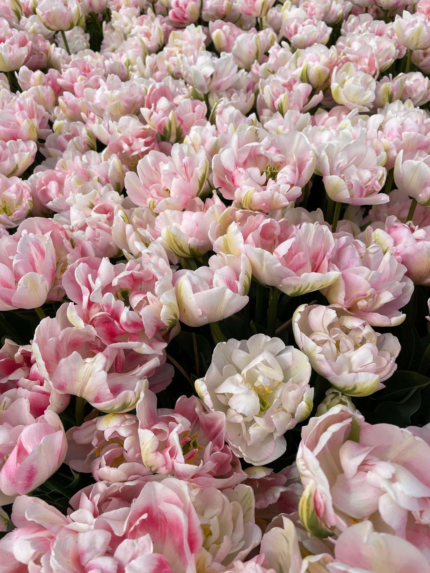 Tulipe 'Finola'