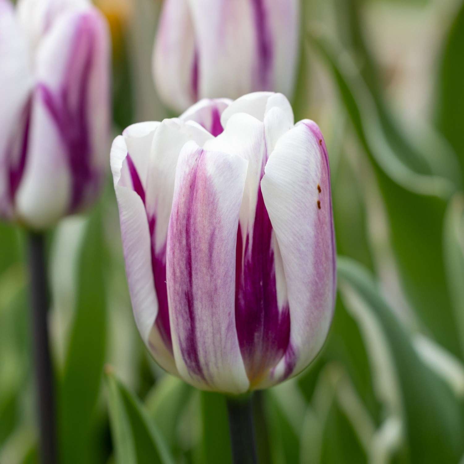 Tulipe 'Flaming Flag'