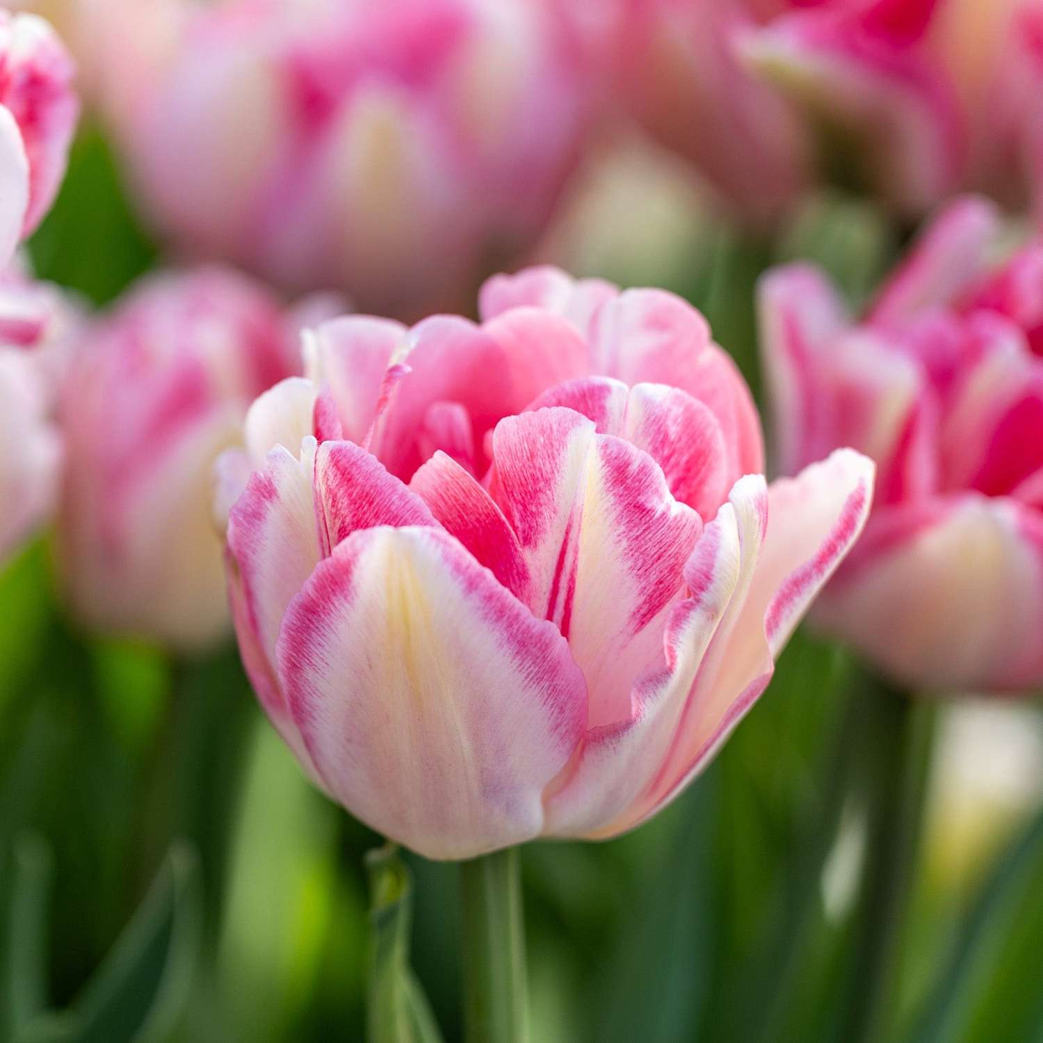 Tulipe 'Foxtrot'