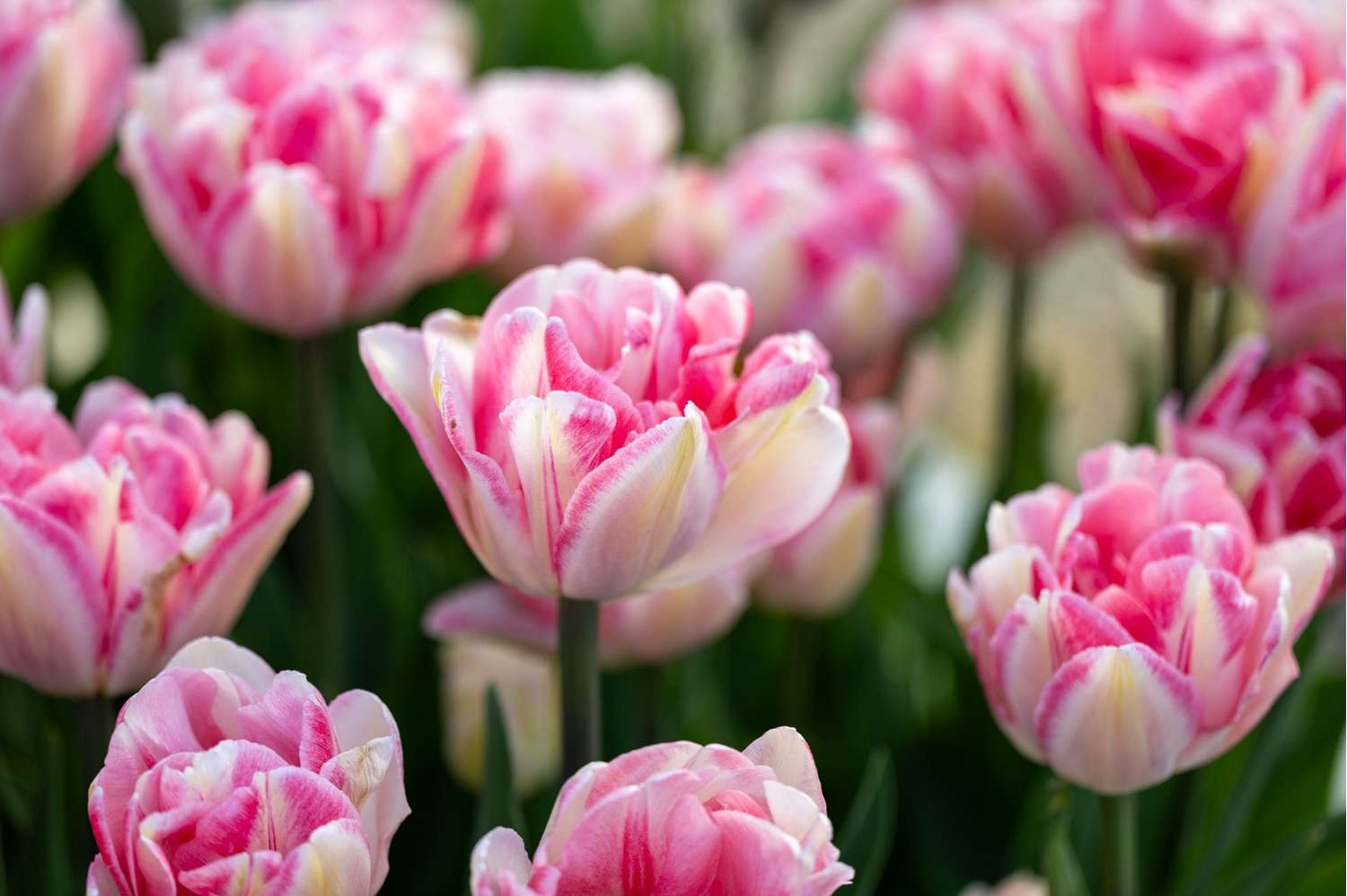 Tulipe 'Foxtrot'