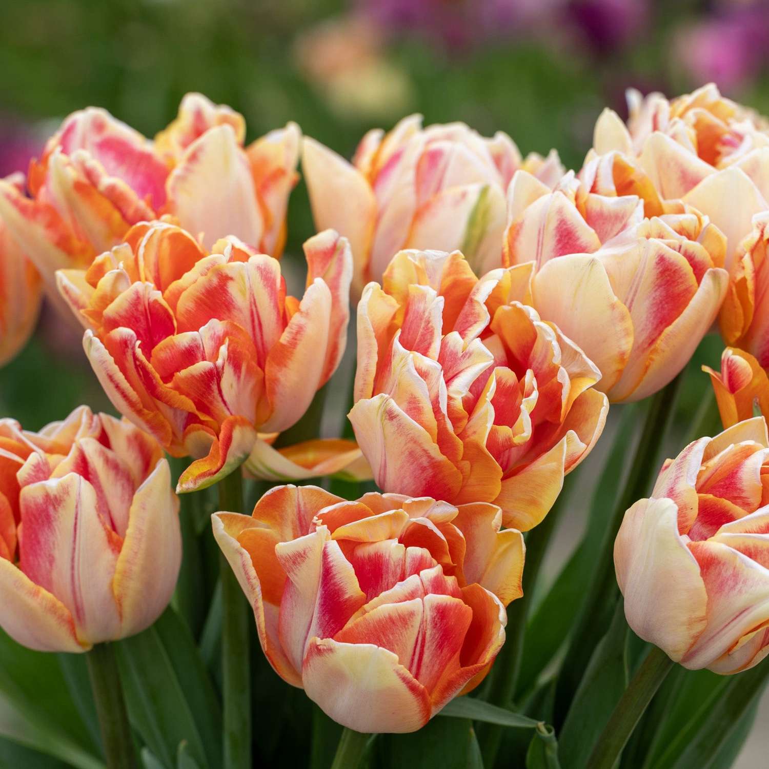 Tulipe 'Foxy Foxtrot'