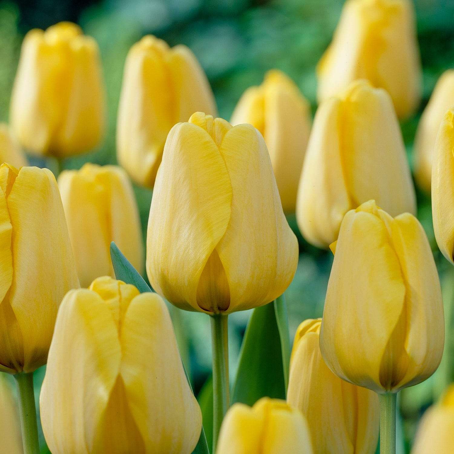 Tulipe 'Golden Apeldoorn'