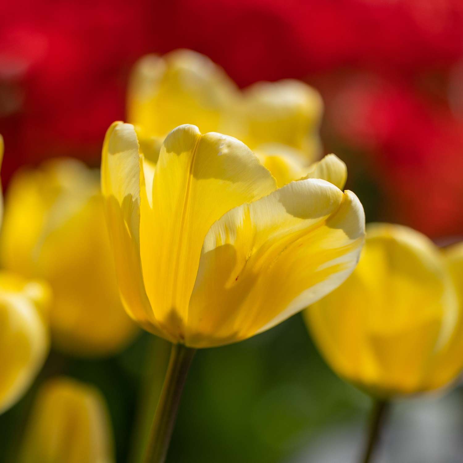 Tulipe 'Golden Apeldoorn'