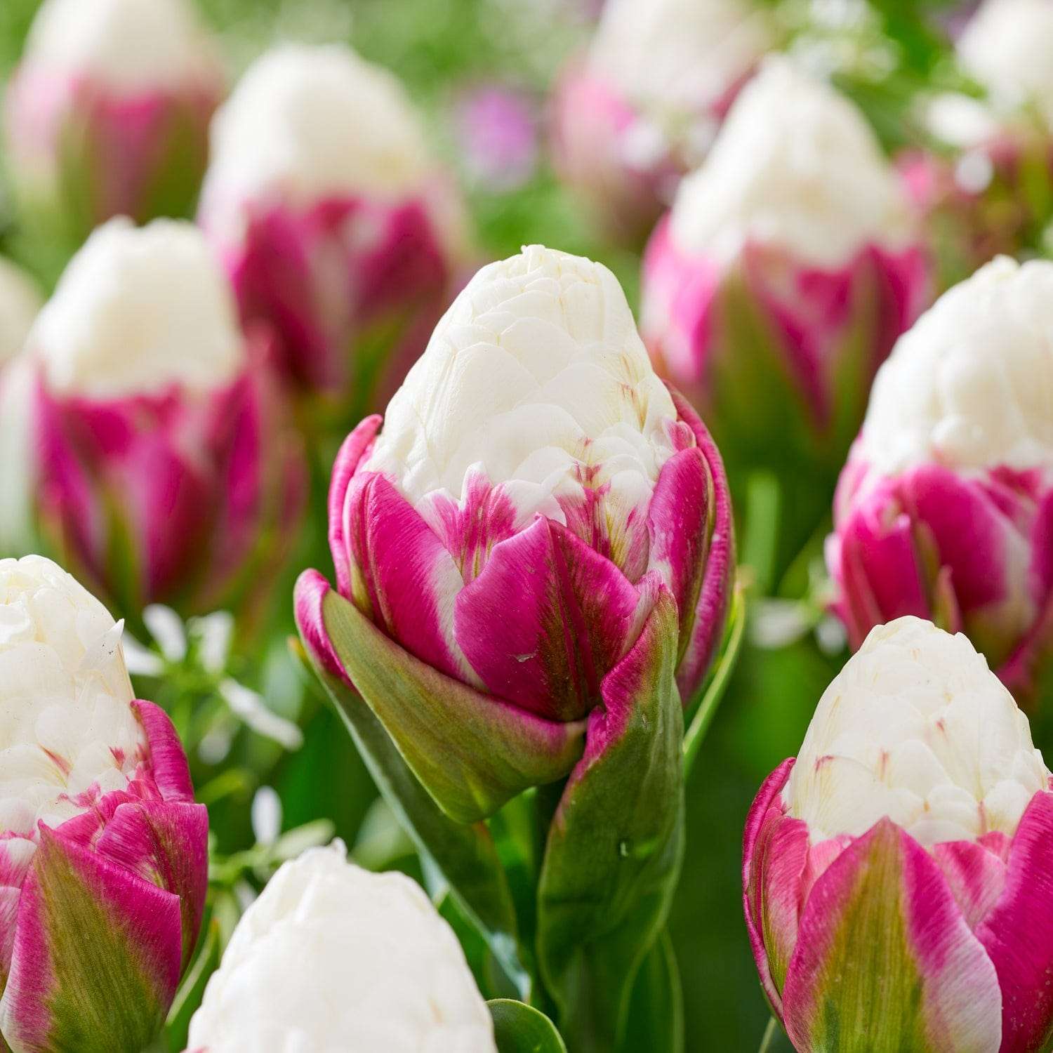 Tulipe 'Ice Cream'