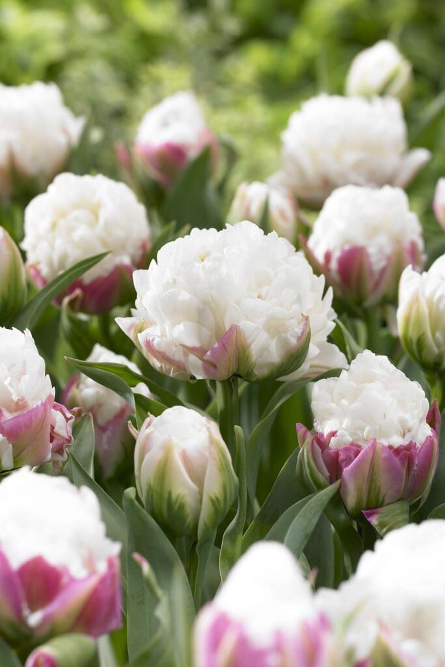 Tulipe 'Ice Cream'