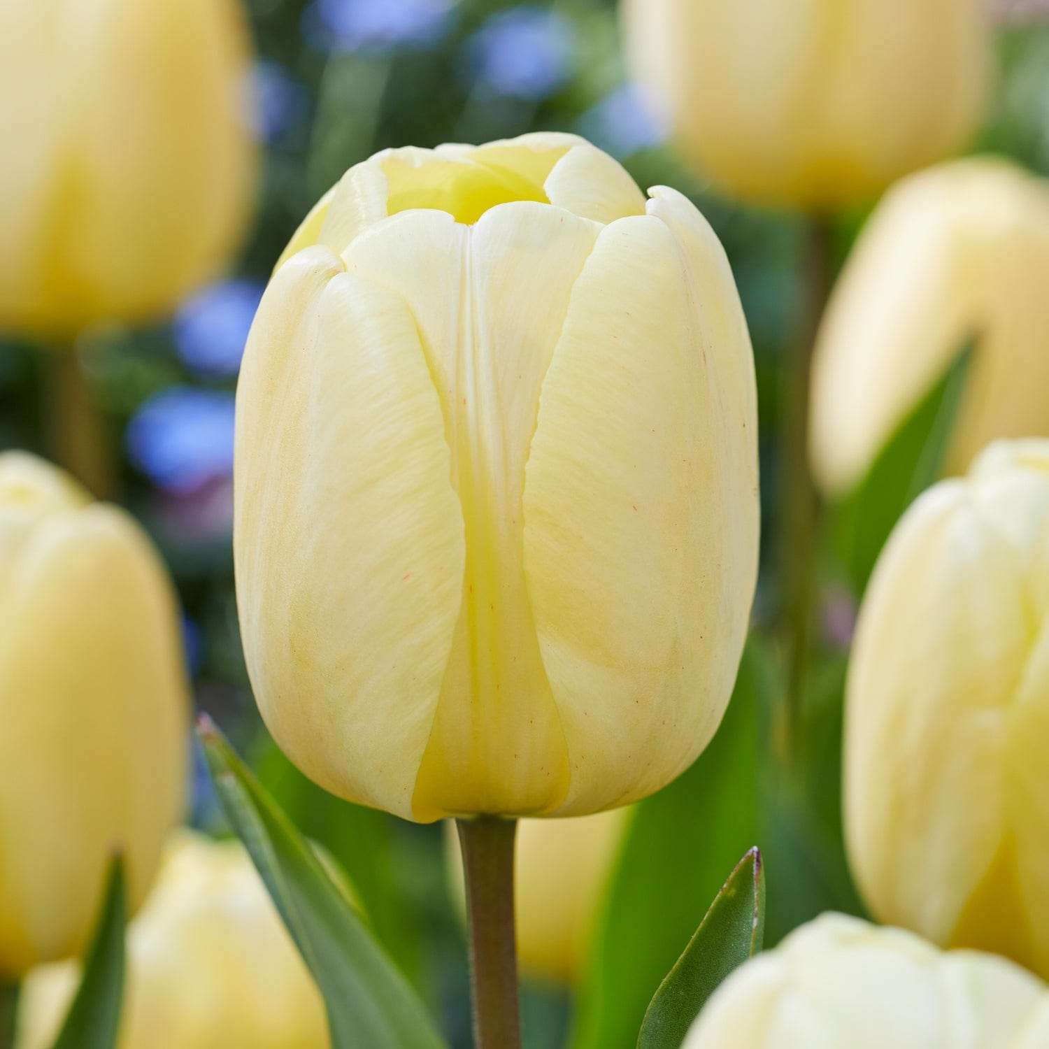 Tulipe 'Ivory Floradale'