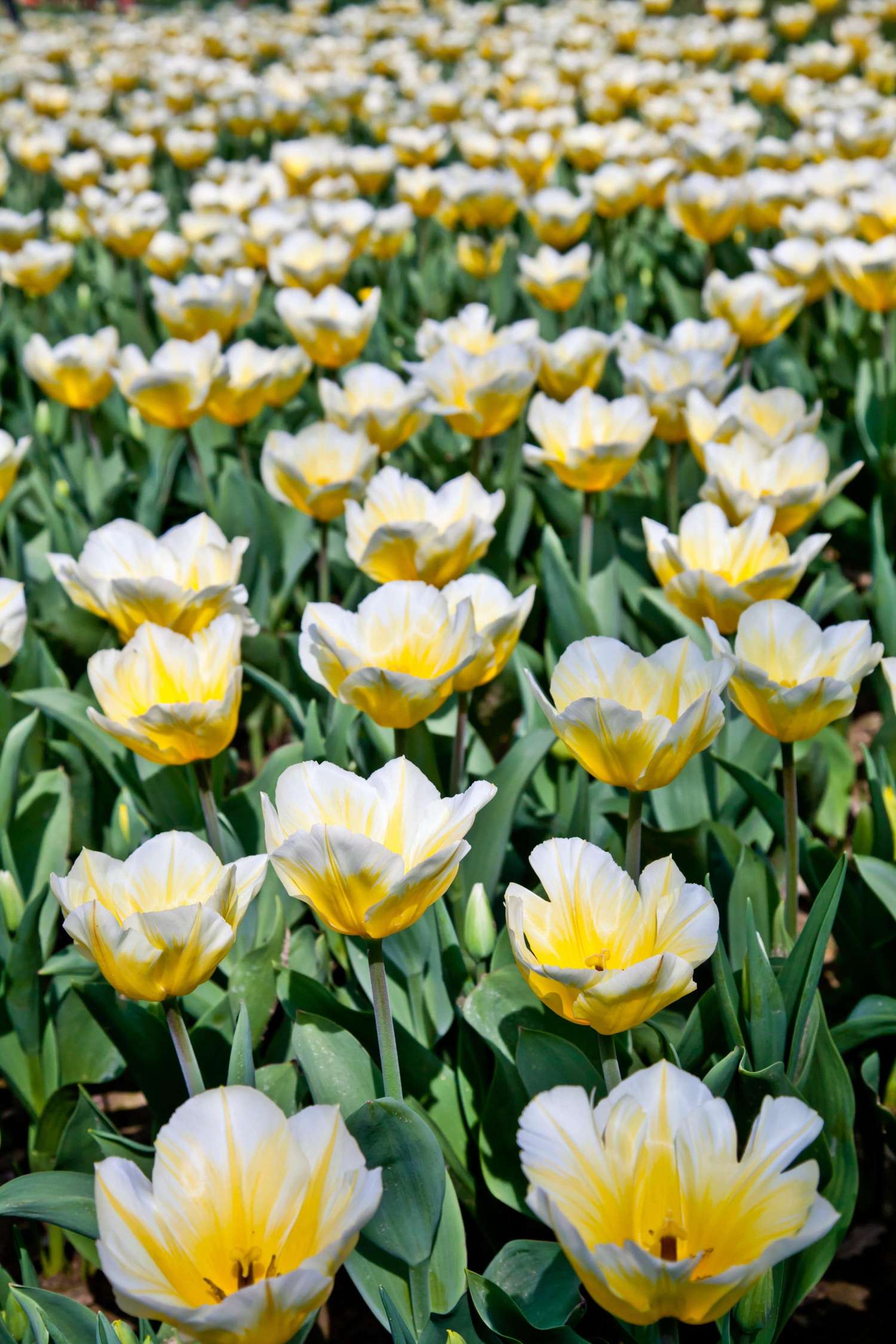 Tulipe 'Jaap Groot'