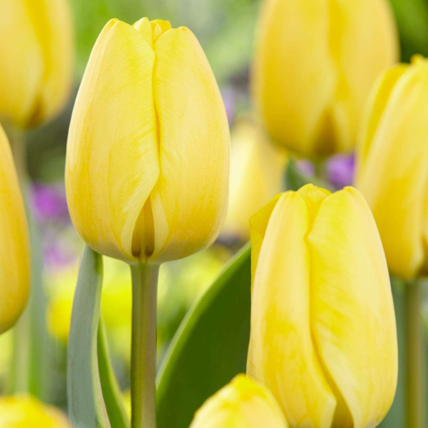 Tulipe 'Jaap Groot'