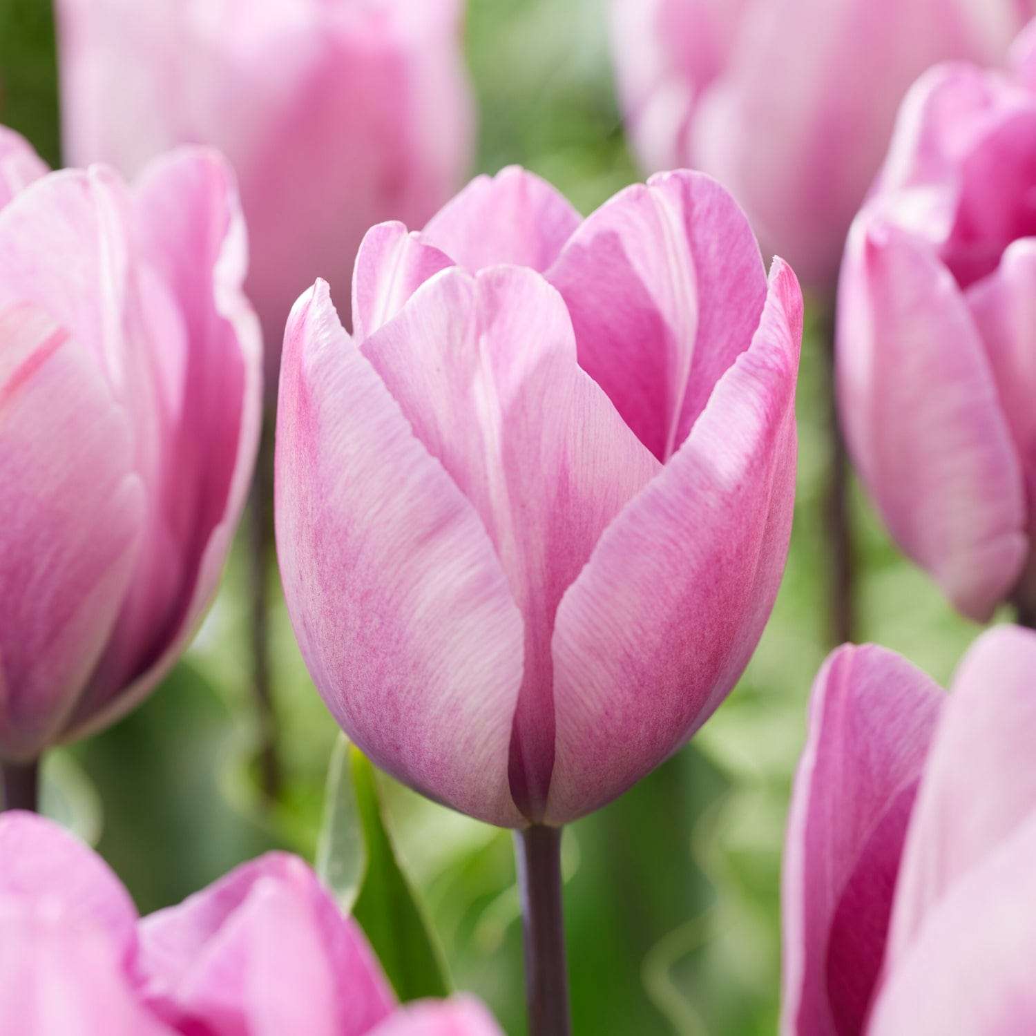 Tulipe 'Jacuzzi'