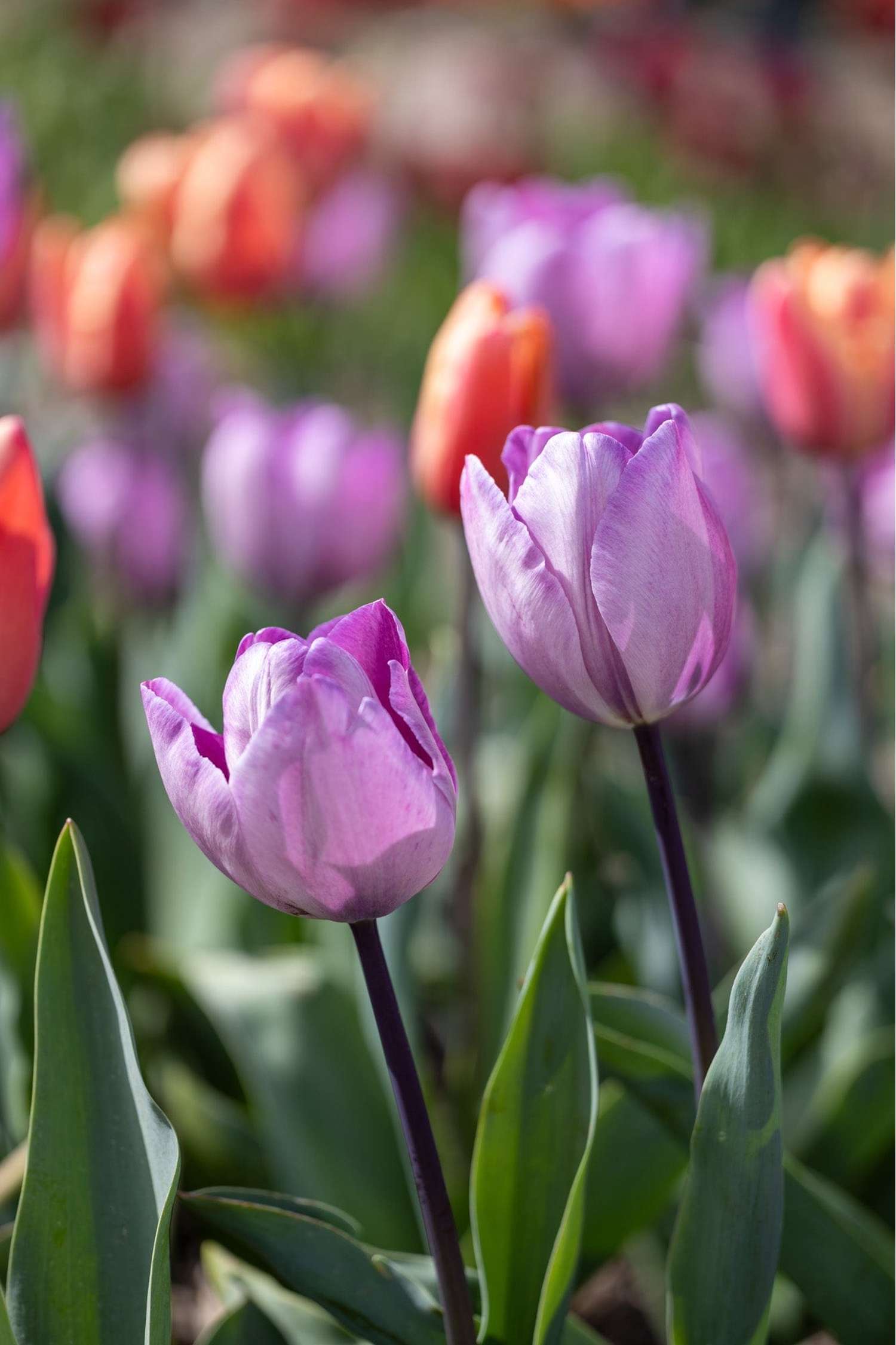 Tulipe 'Jacuzzi'