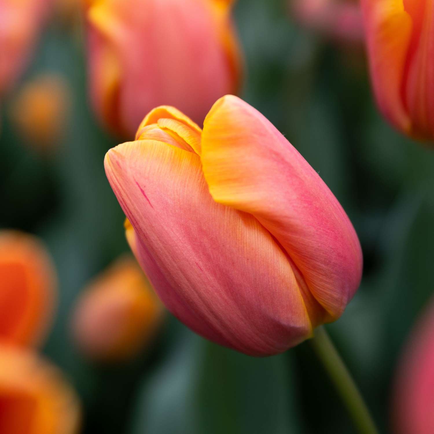 Tulipe 'Jimmy'
