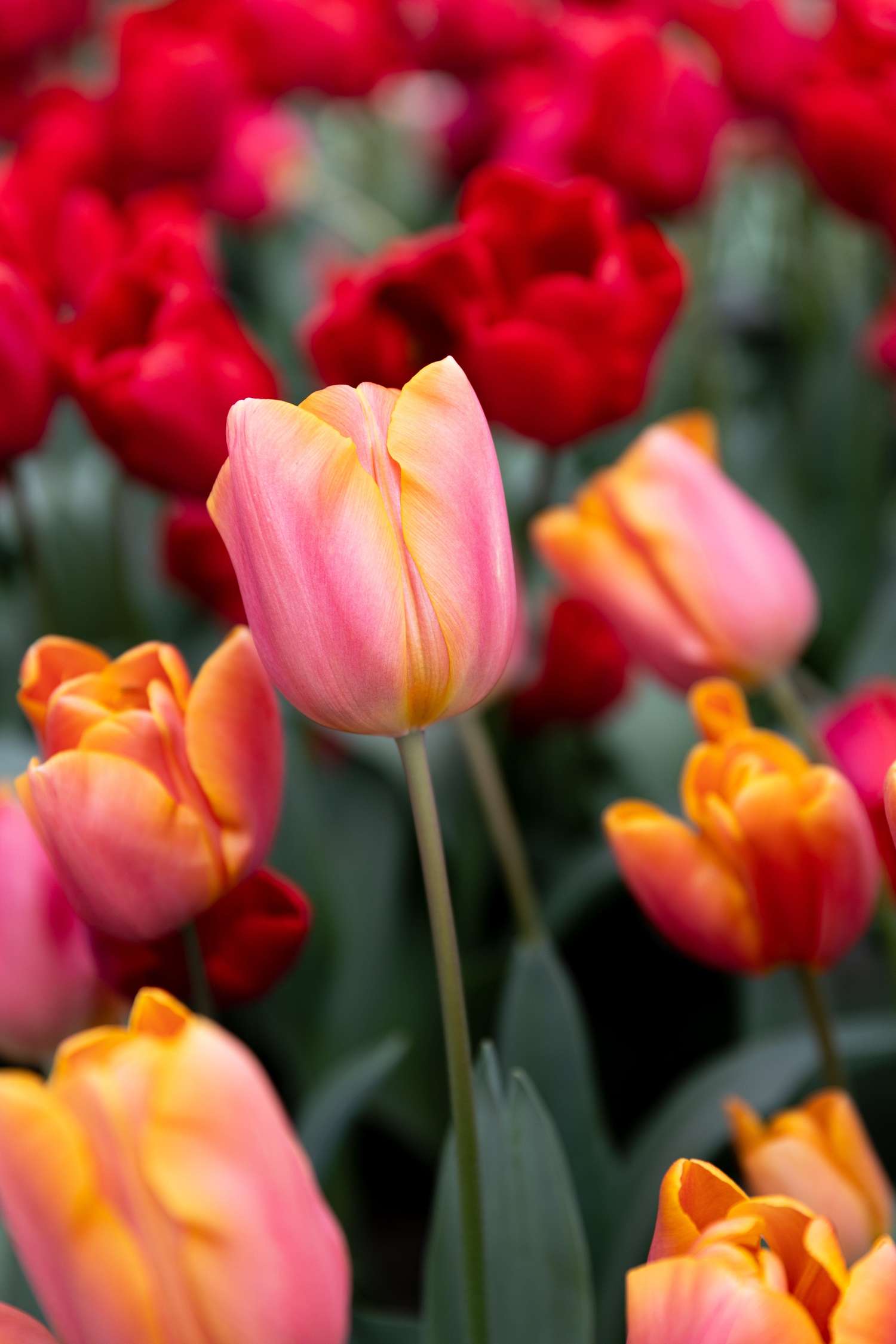 Tulipe 'Jimmy'