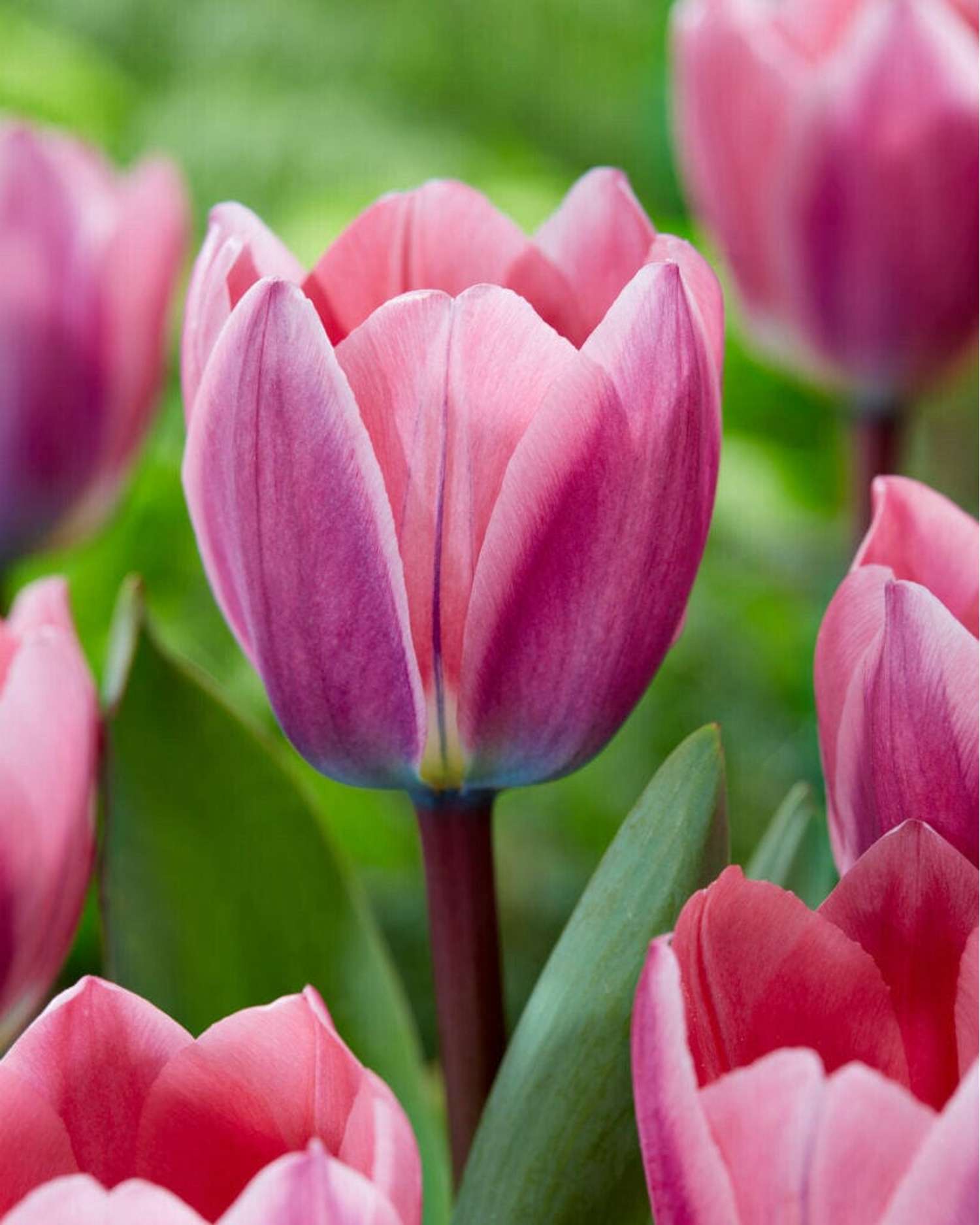 Tulipe 'Light & Dreamy'