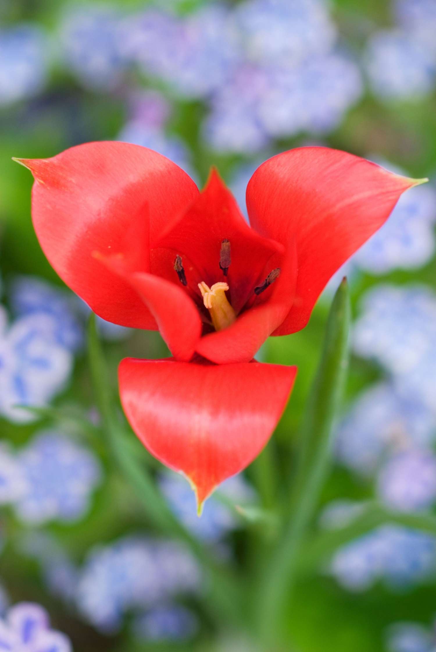 Tulipe botanique 'Linifolia'
