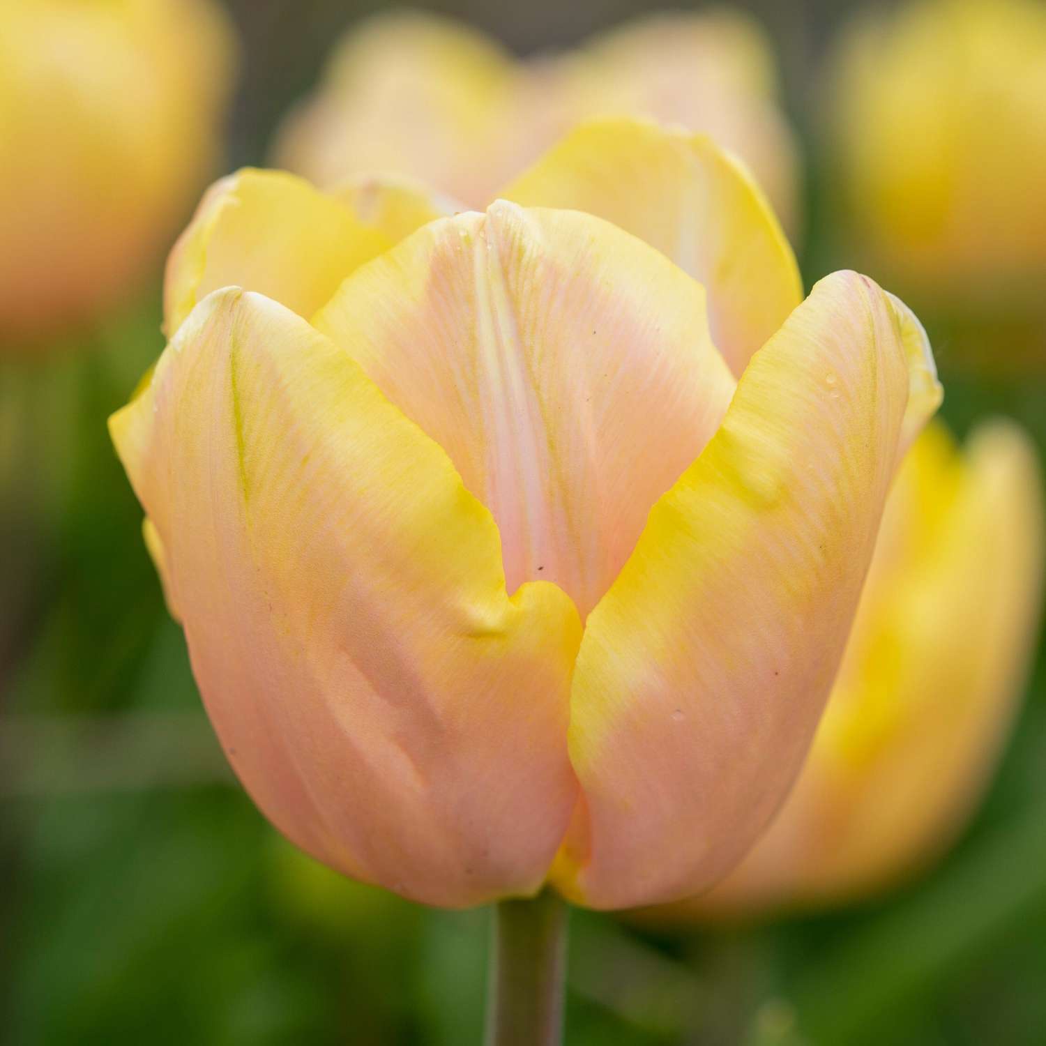 Tulipe 'Mango Charm'