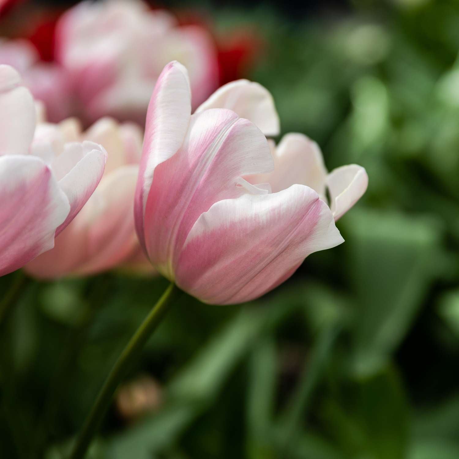 Tulipe 'Mango Charm'