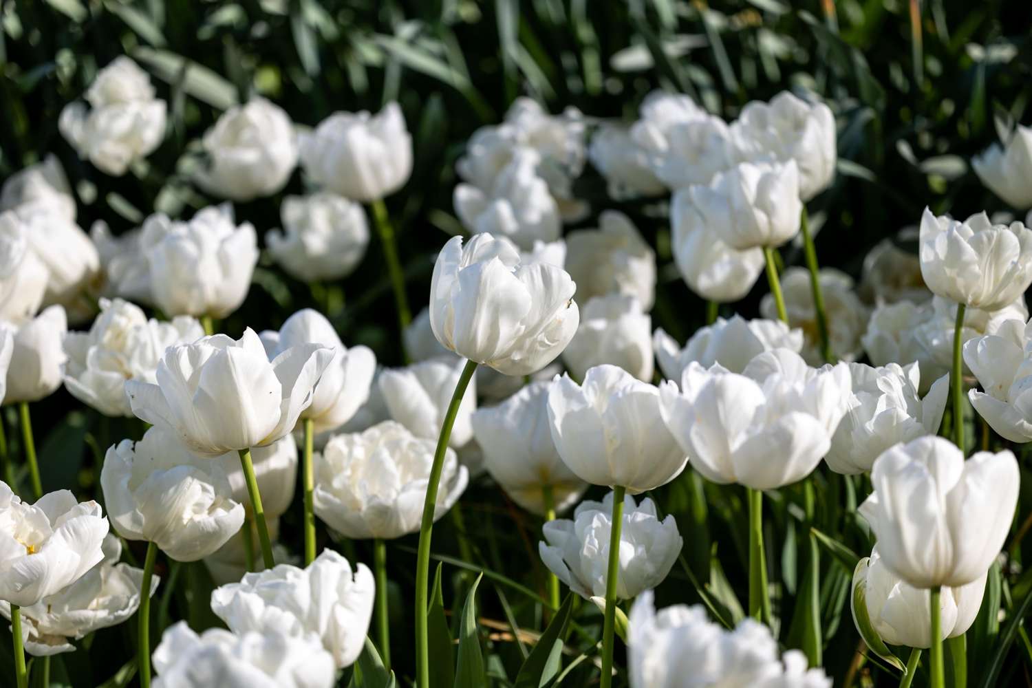 Tulipe 'Mondial'