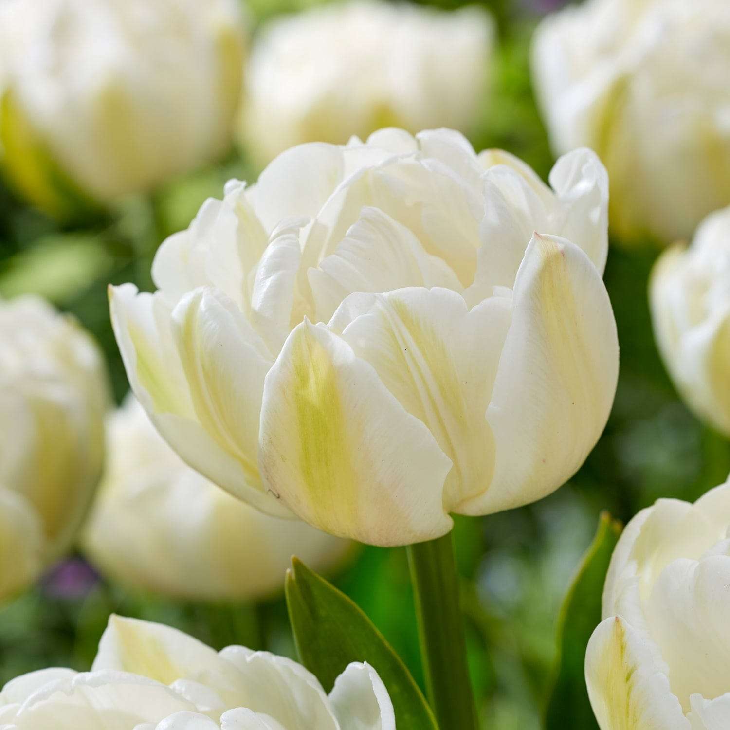Tulipe 'Mount Tacoma'